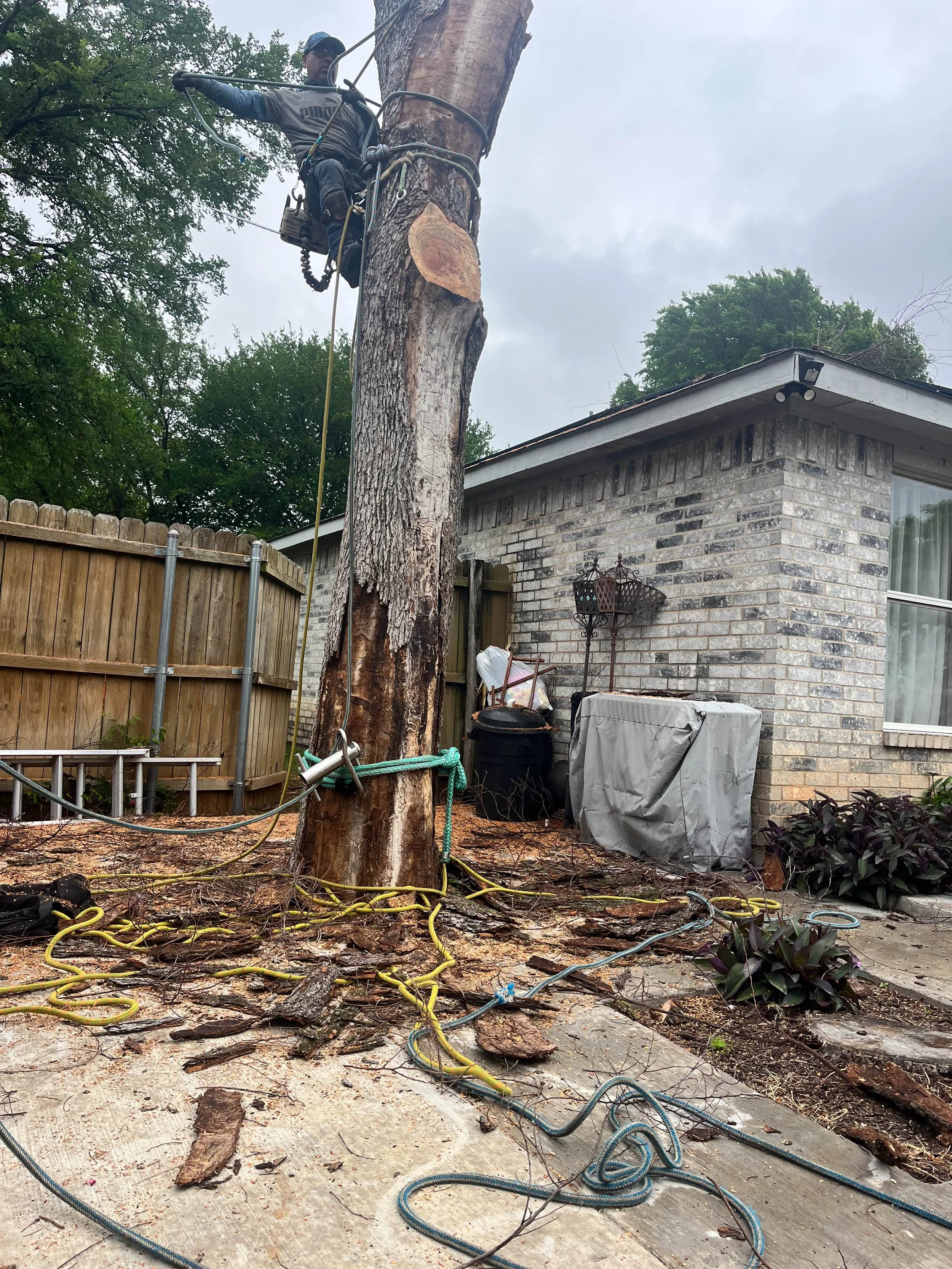 Romero Tree Service - Tree Removal-7811.jpg