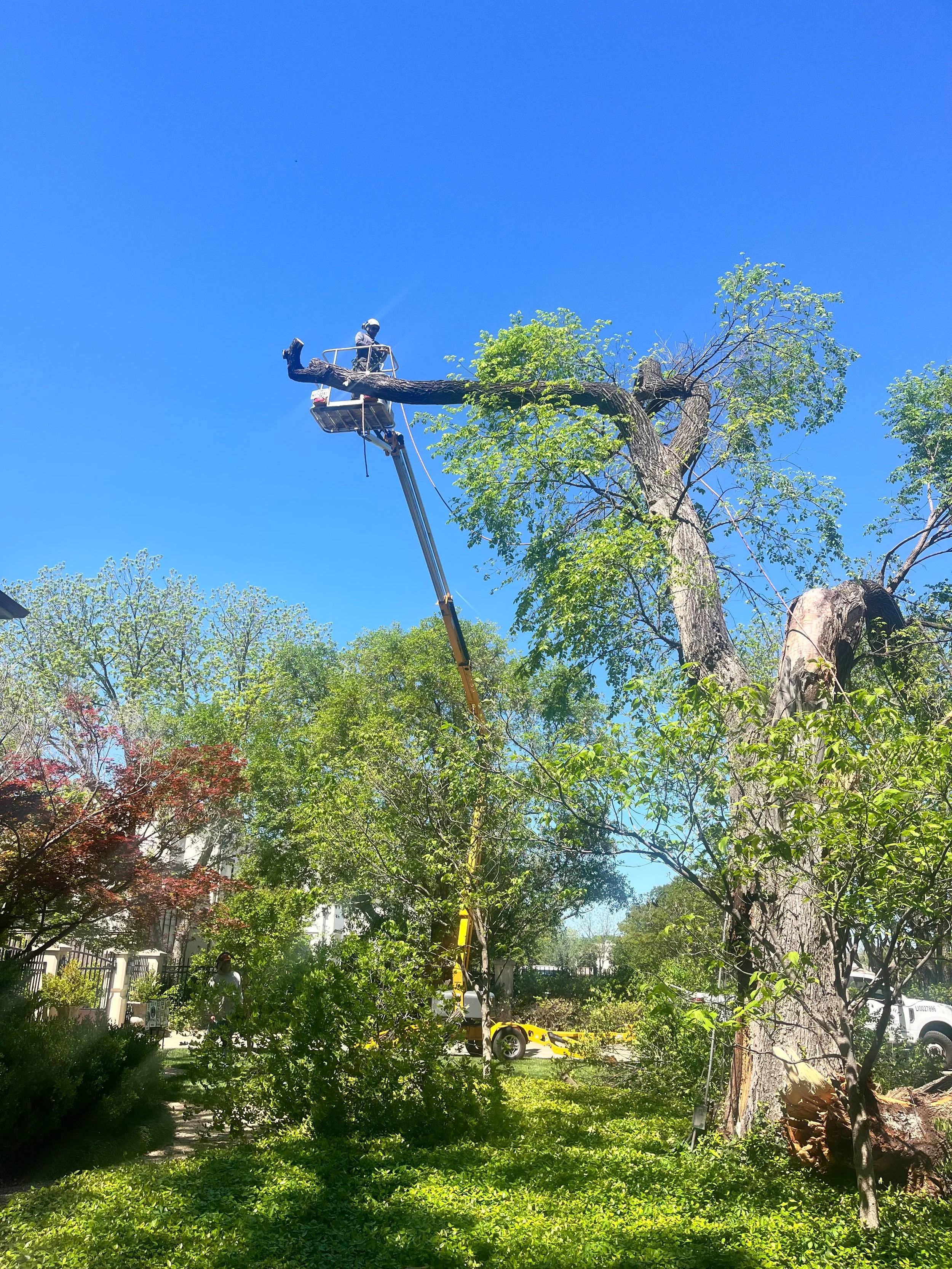 Romero Tree Service - Tree Removal-7770.jpg