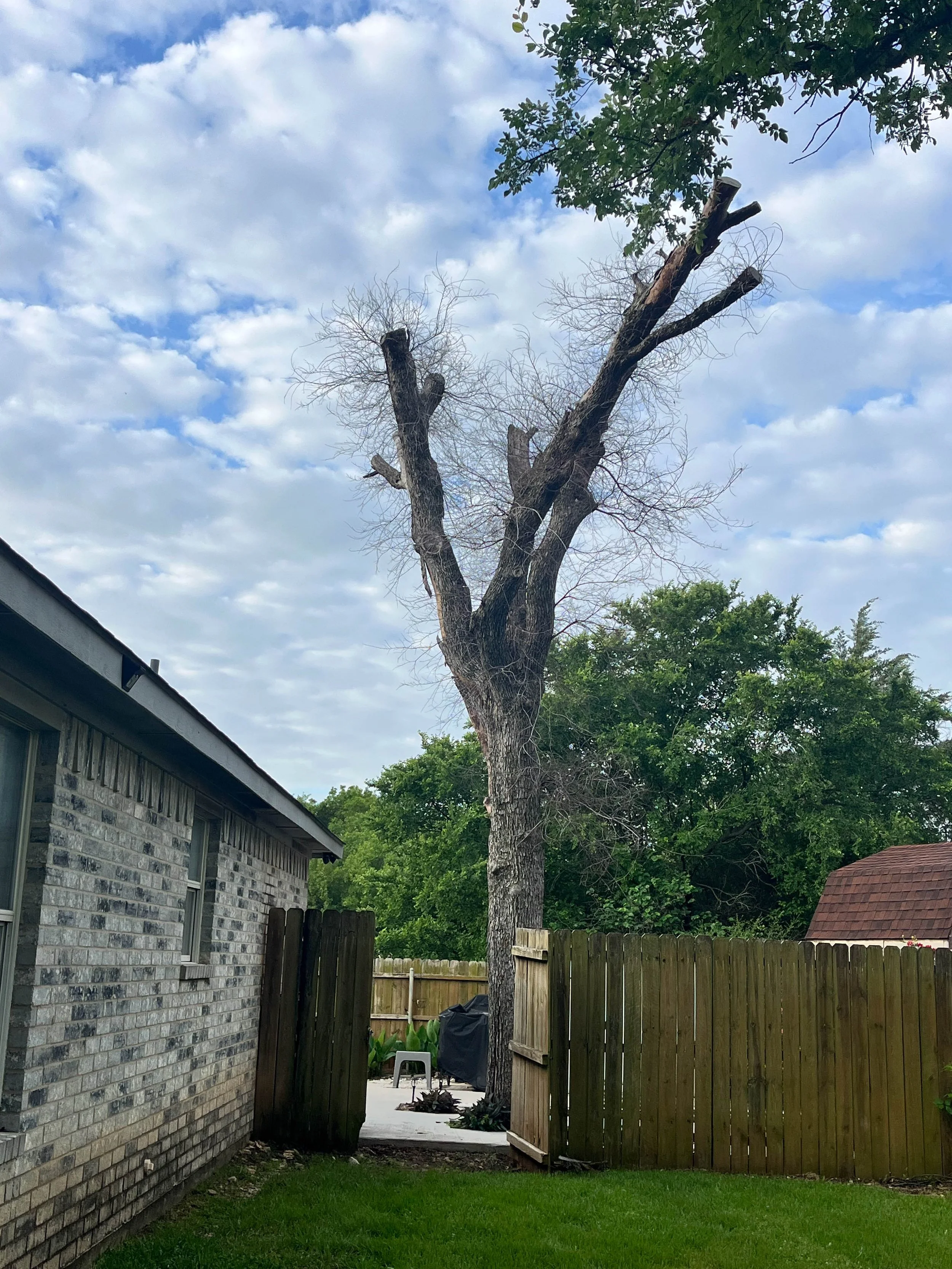 Romero Tree Service - Tree Removal-7810.jpg