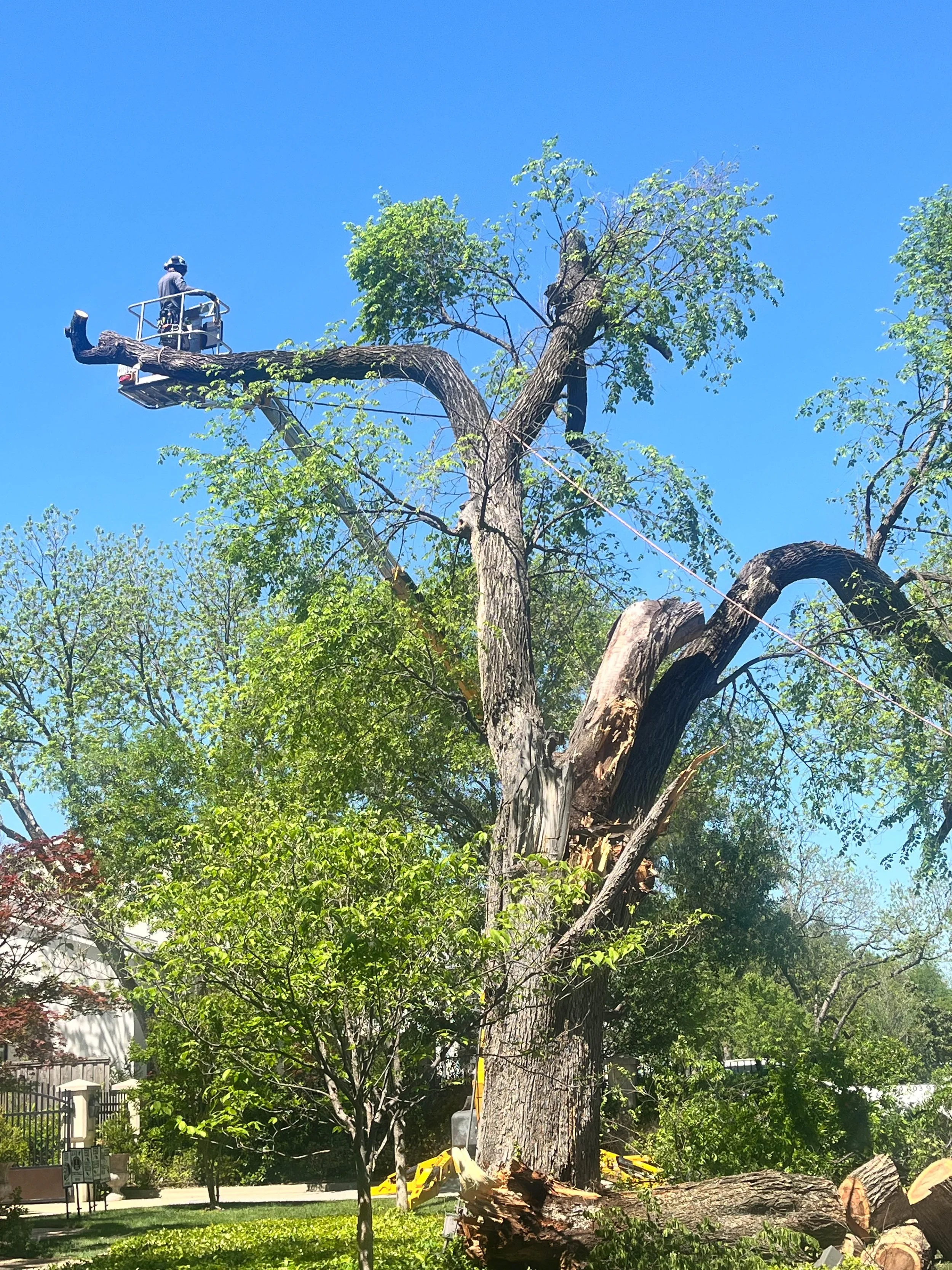 Romero Tree Service - Tree Removal-7775.jpg