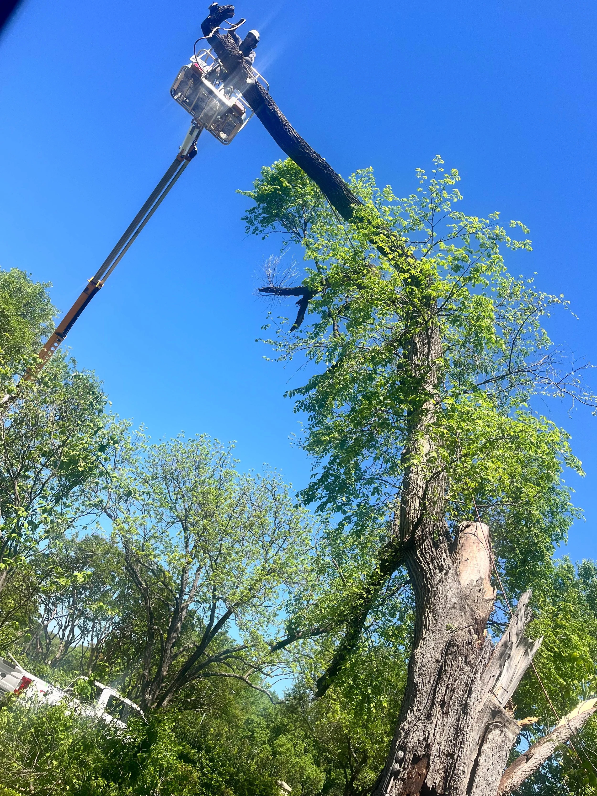 Romero Tree Service - Tree Removal-7772.jpg
