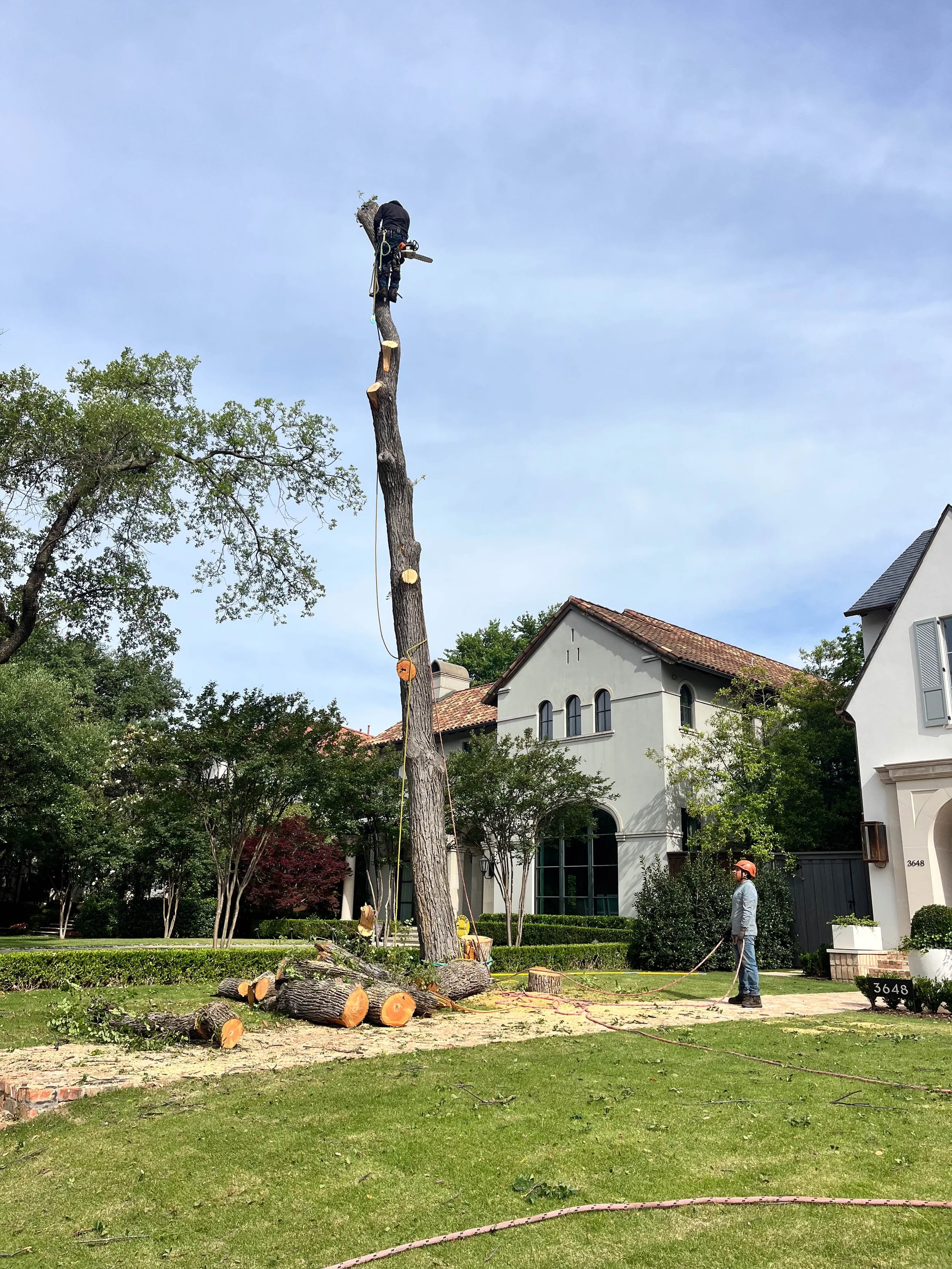 Romero Tree Service - Tree Removal-7873.jpg