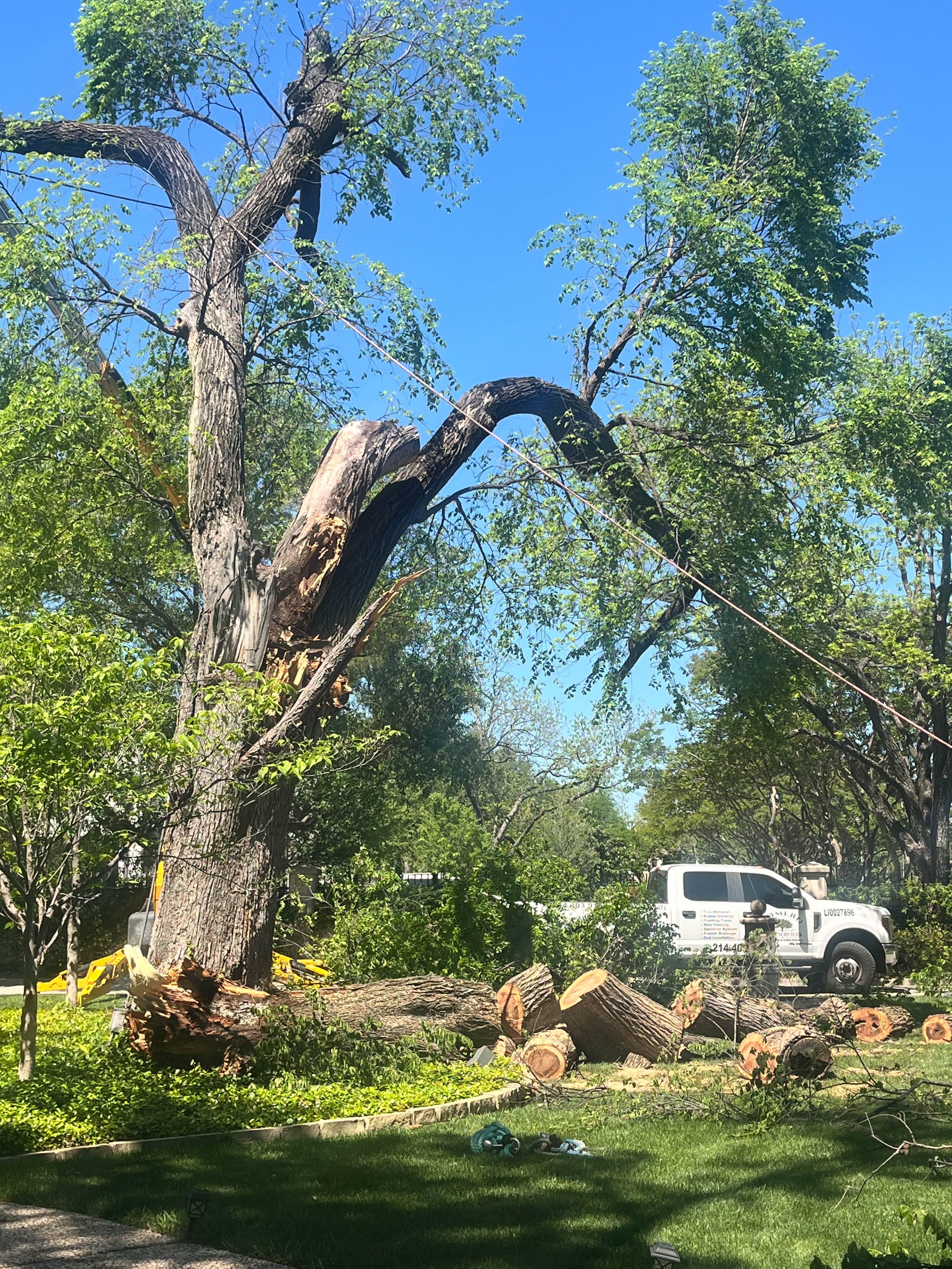 Romero Tree Service - Tree Removal-7776.jpg