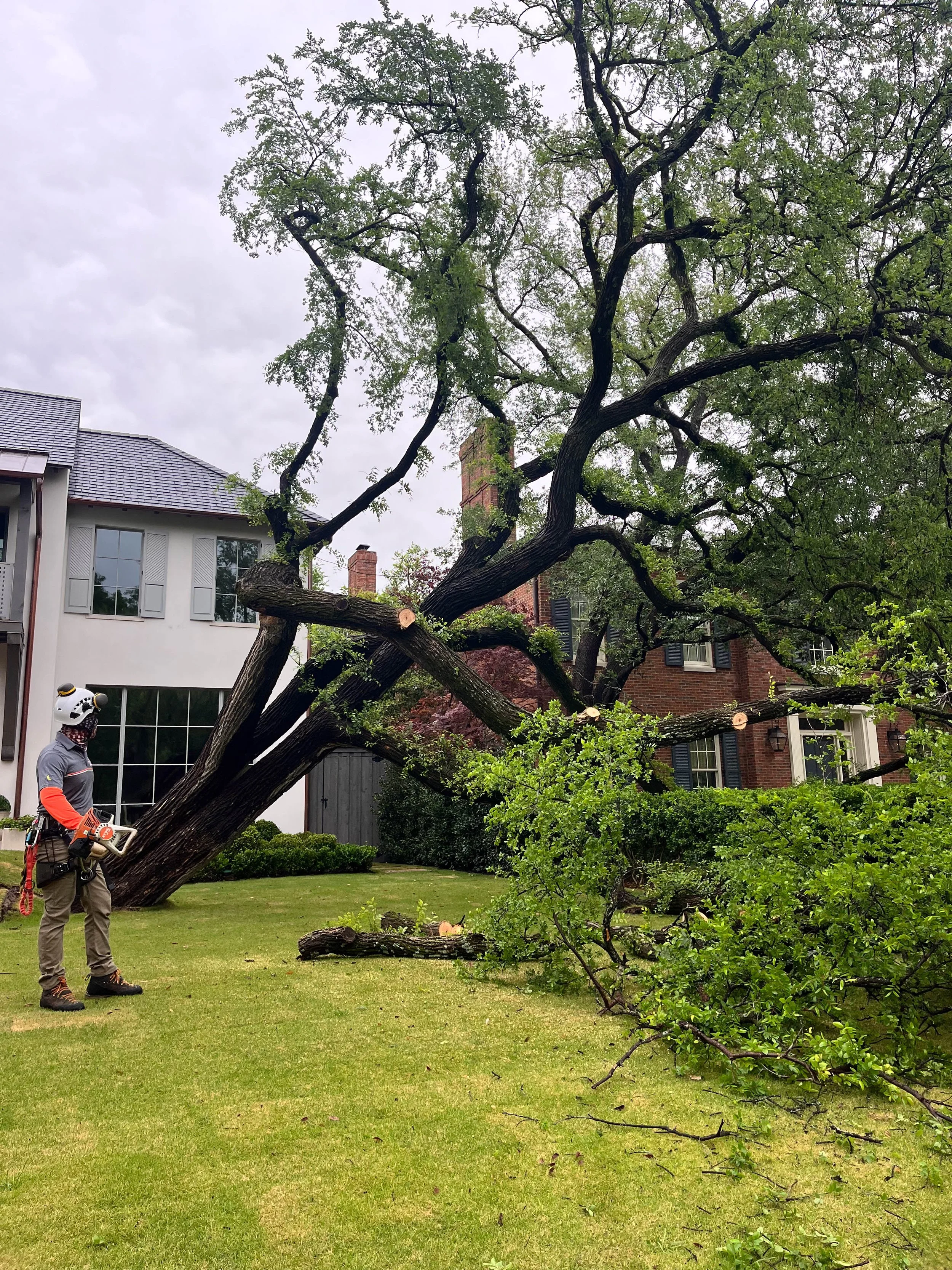 Tree Removal