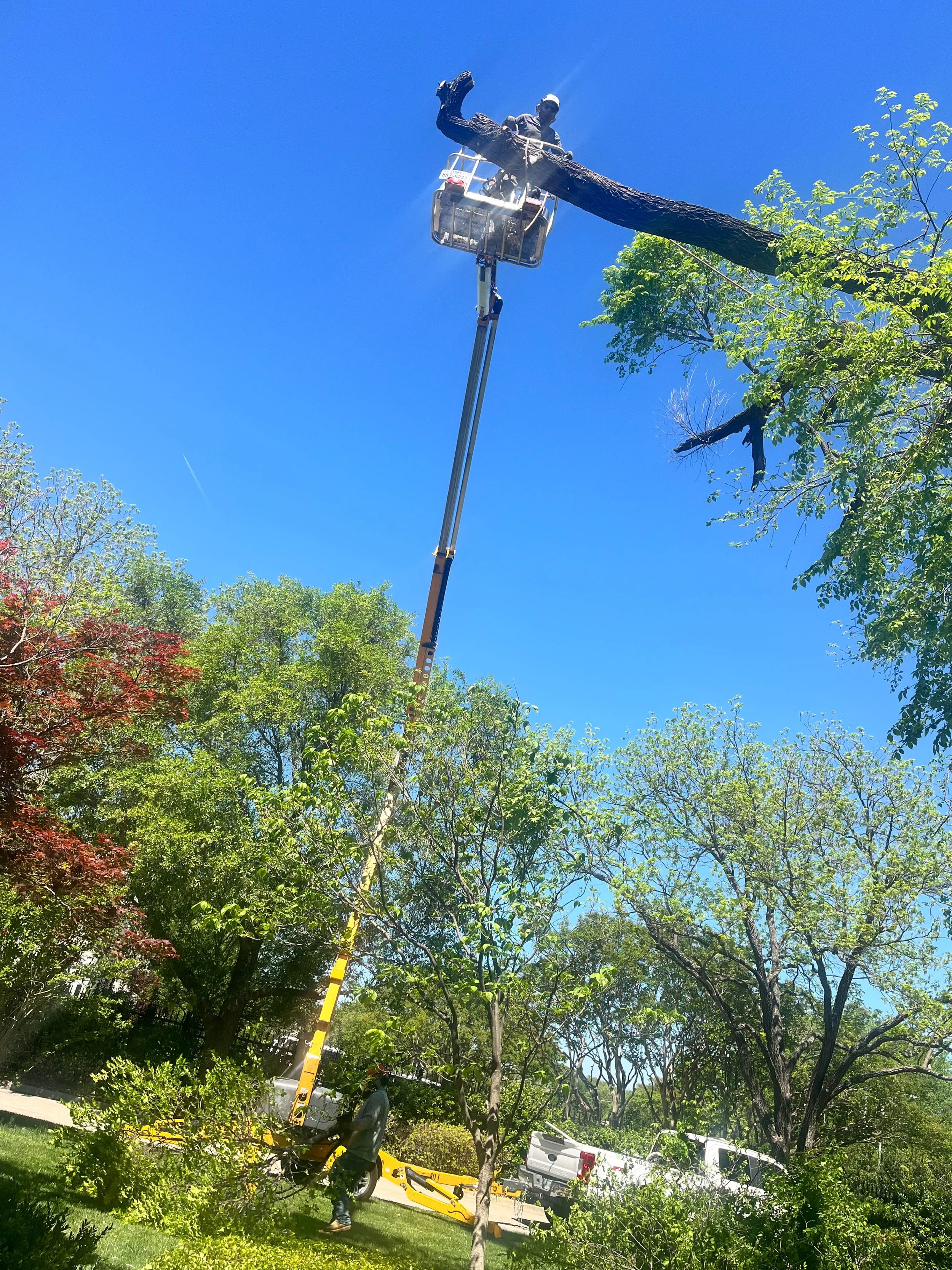 Romero Tree Service - Tree Removal-7773.jpg