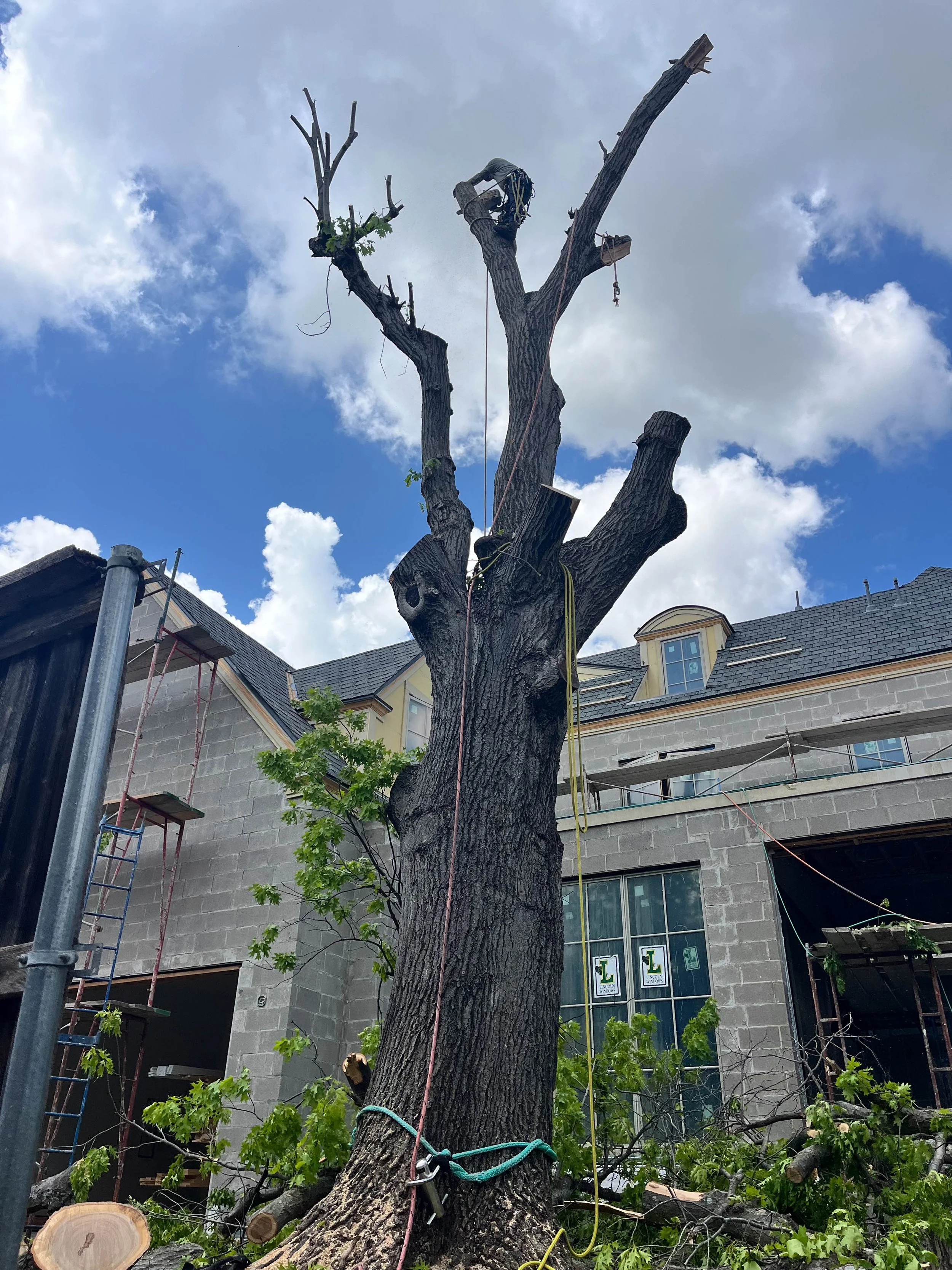 Romero Tree Service - Tree Removal-7802.jpg