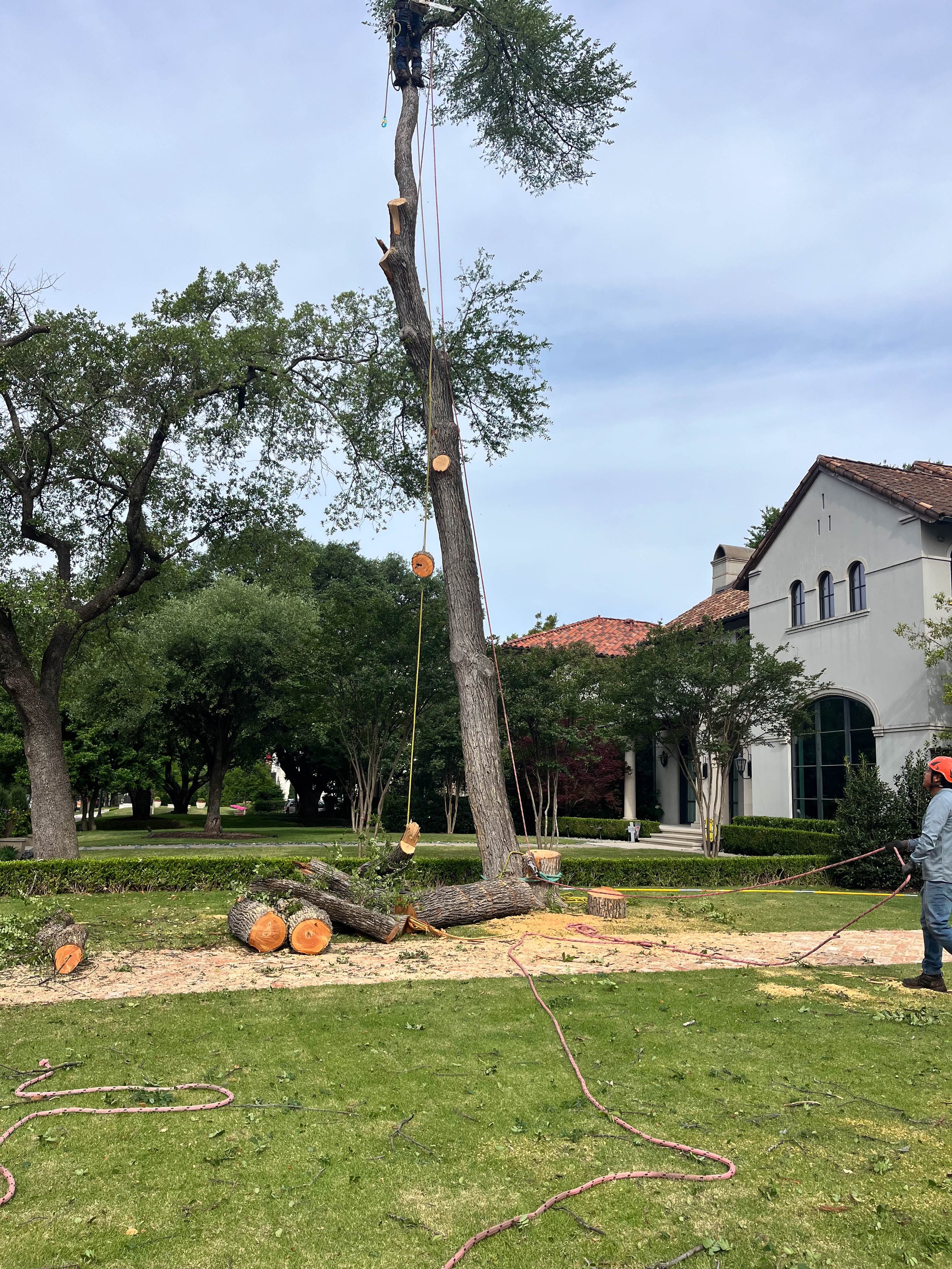 Romero Tree Service - Tree Removal-7871.jpg