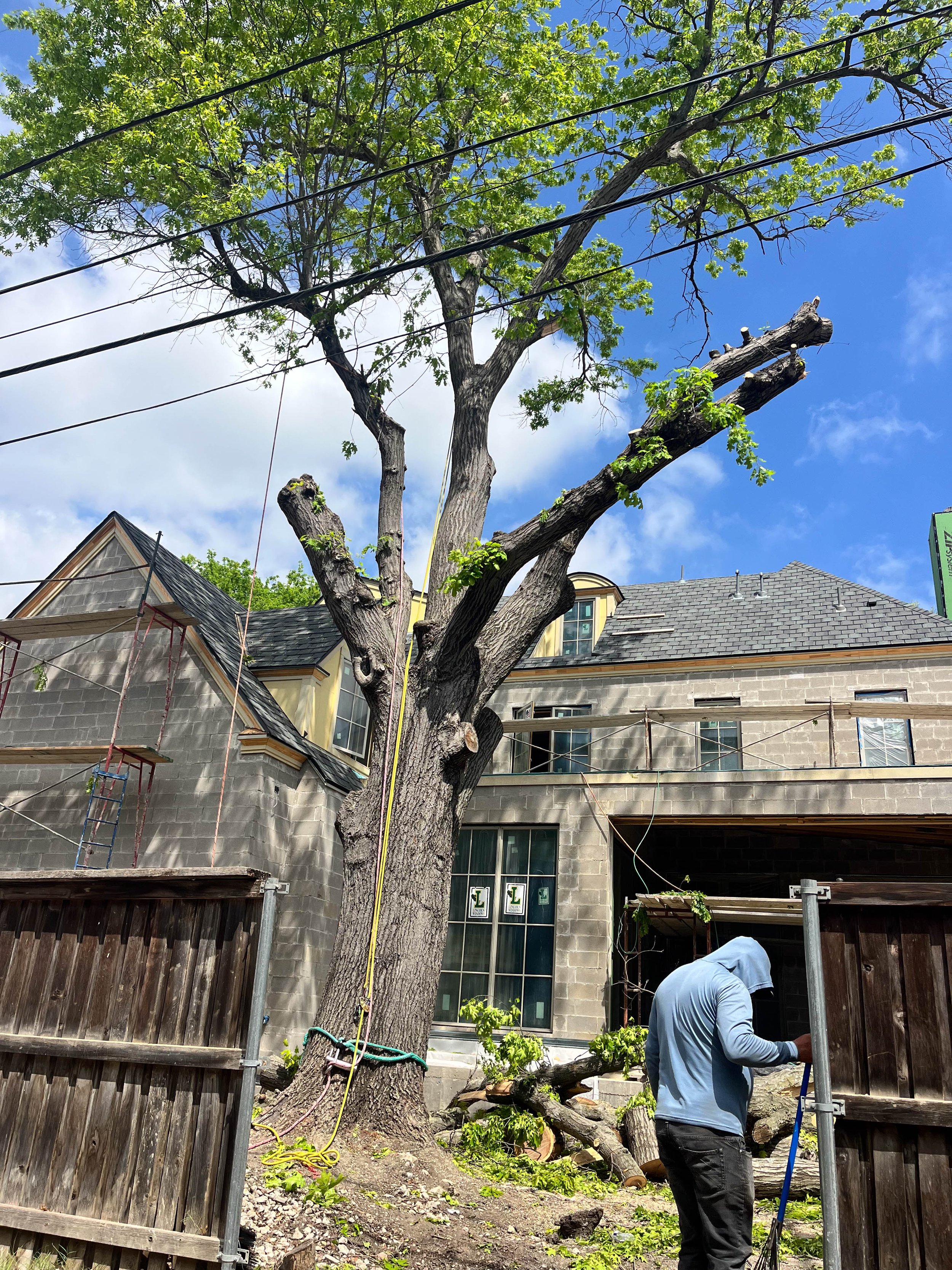 Romero Tree Service - Tree Removal-7799.jpg