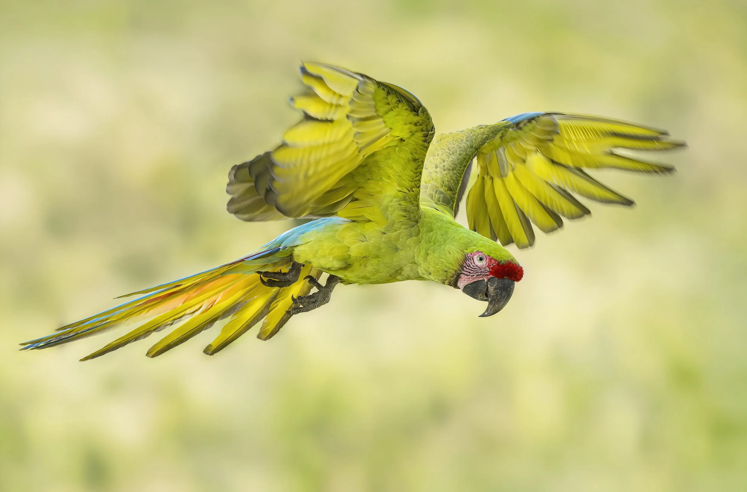Macaw from PS.jpg