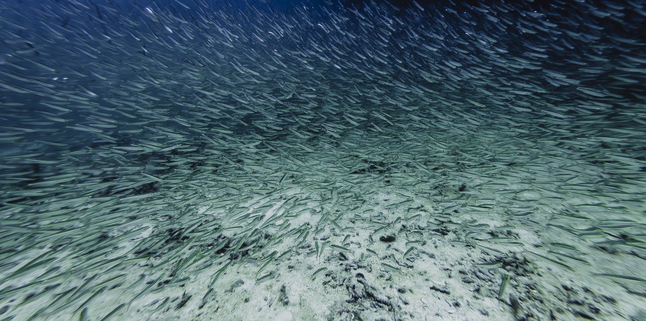 Reeflex-21092025111903.jpg