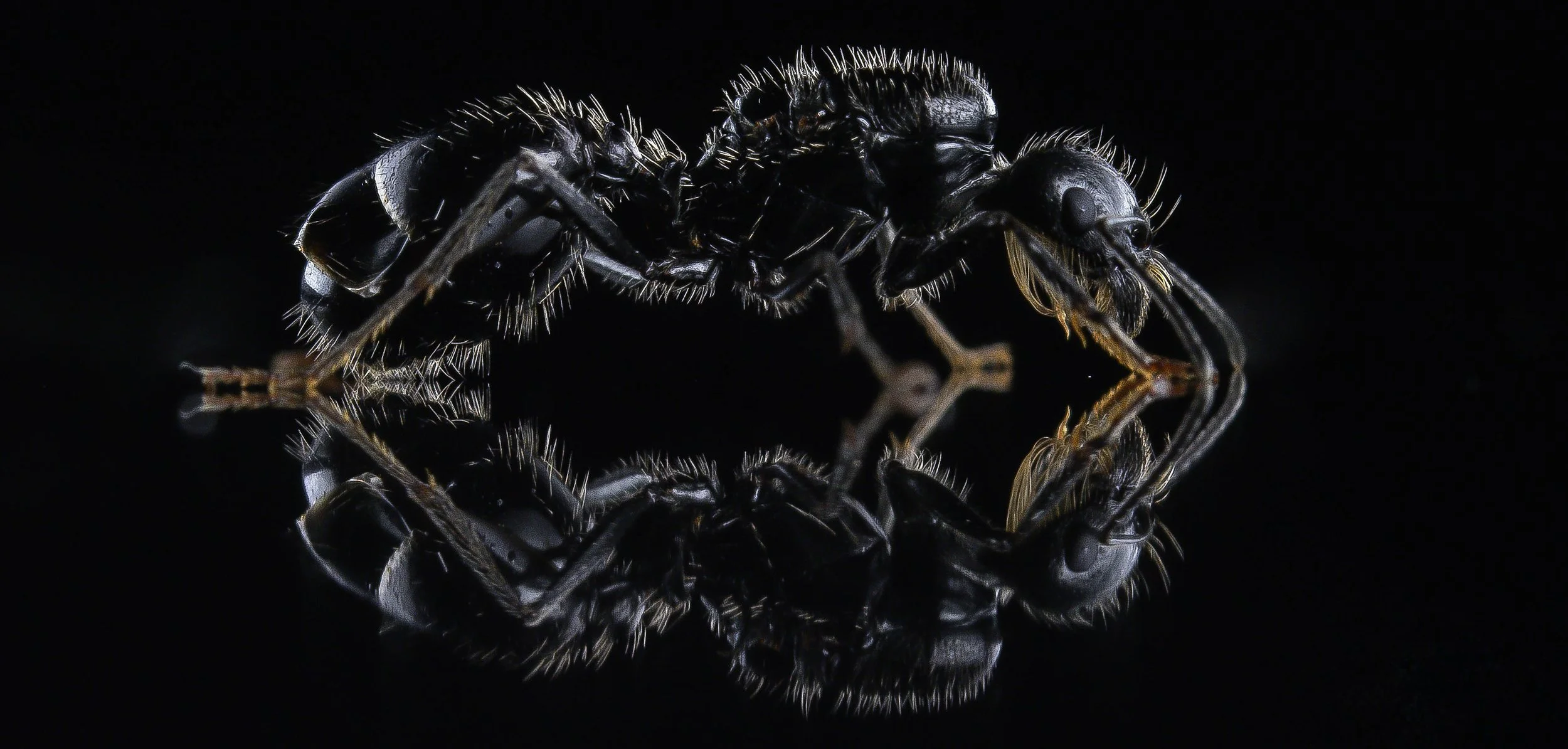 Ant copy.jpg