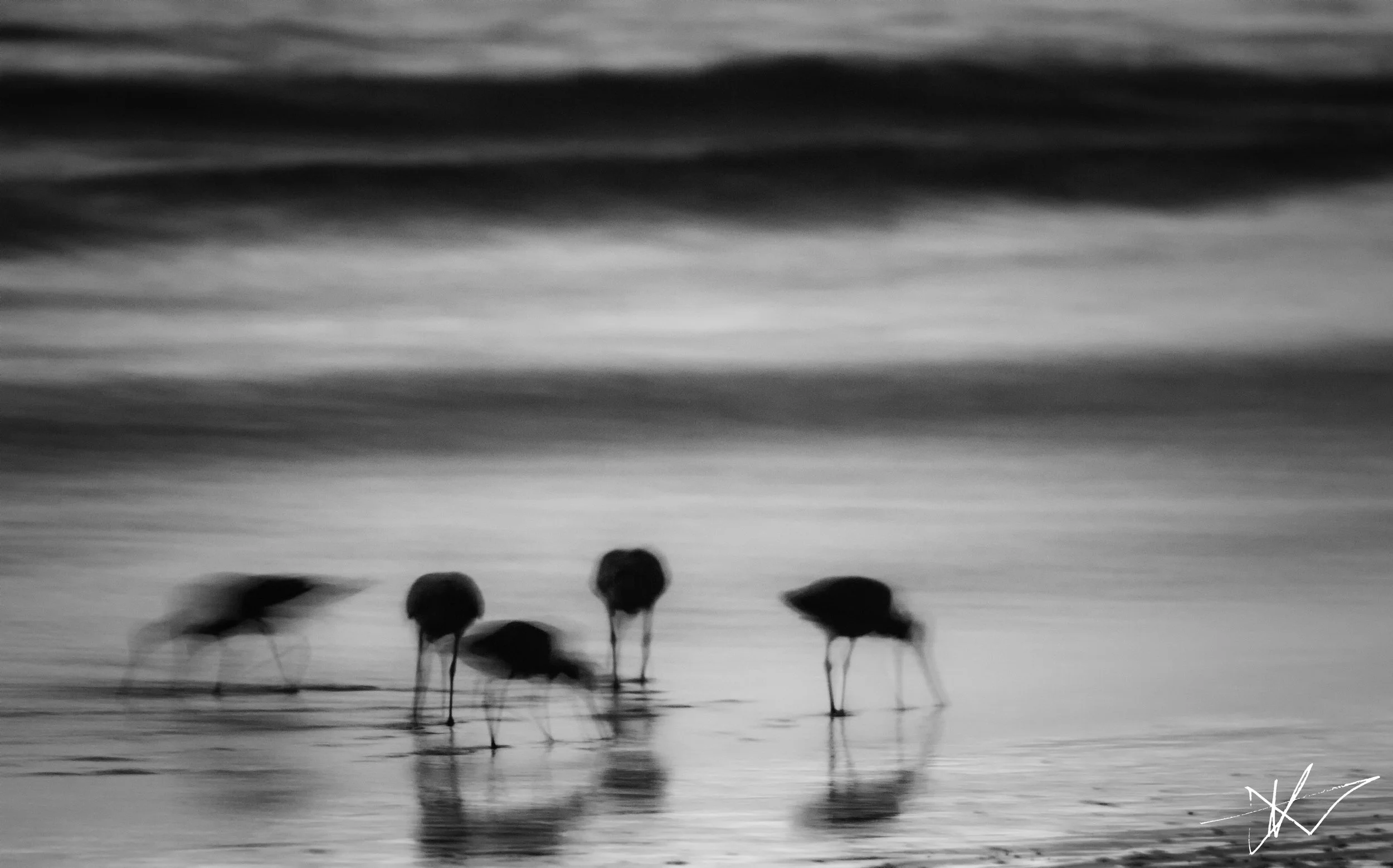 Sandpipers.jpg