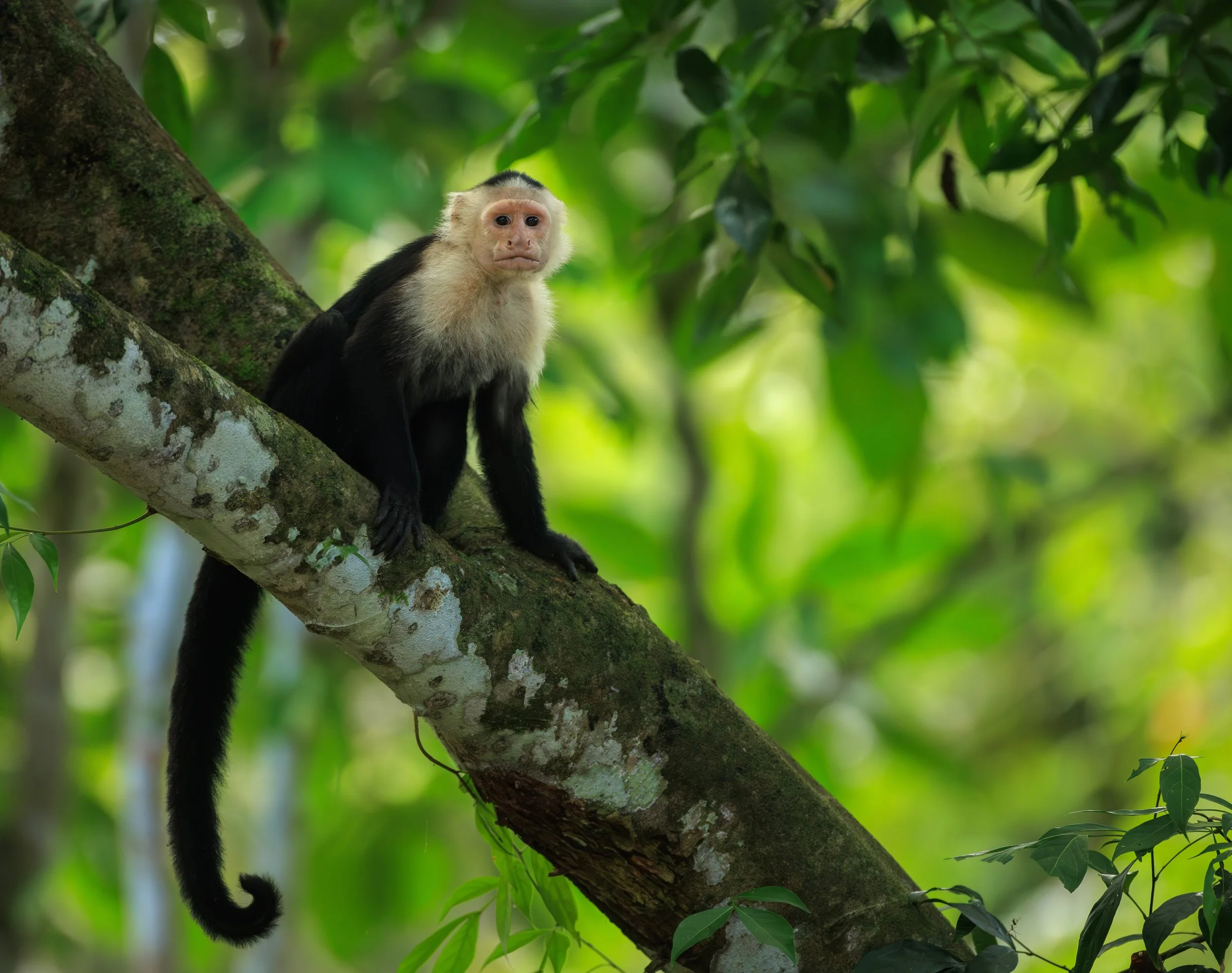 Capuchin.jpg