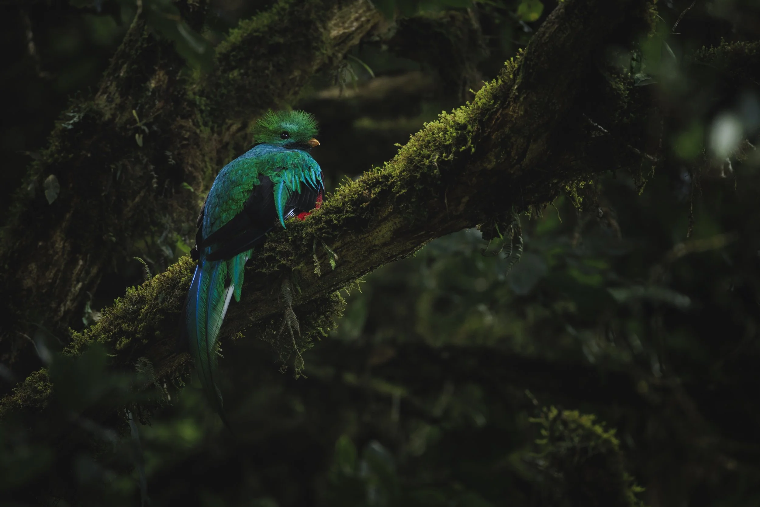 _MG_2581-Edit.jpeg