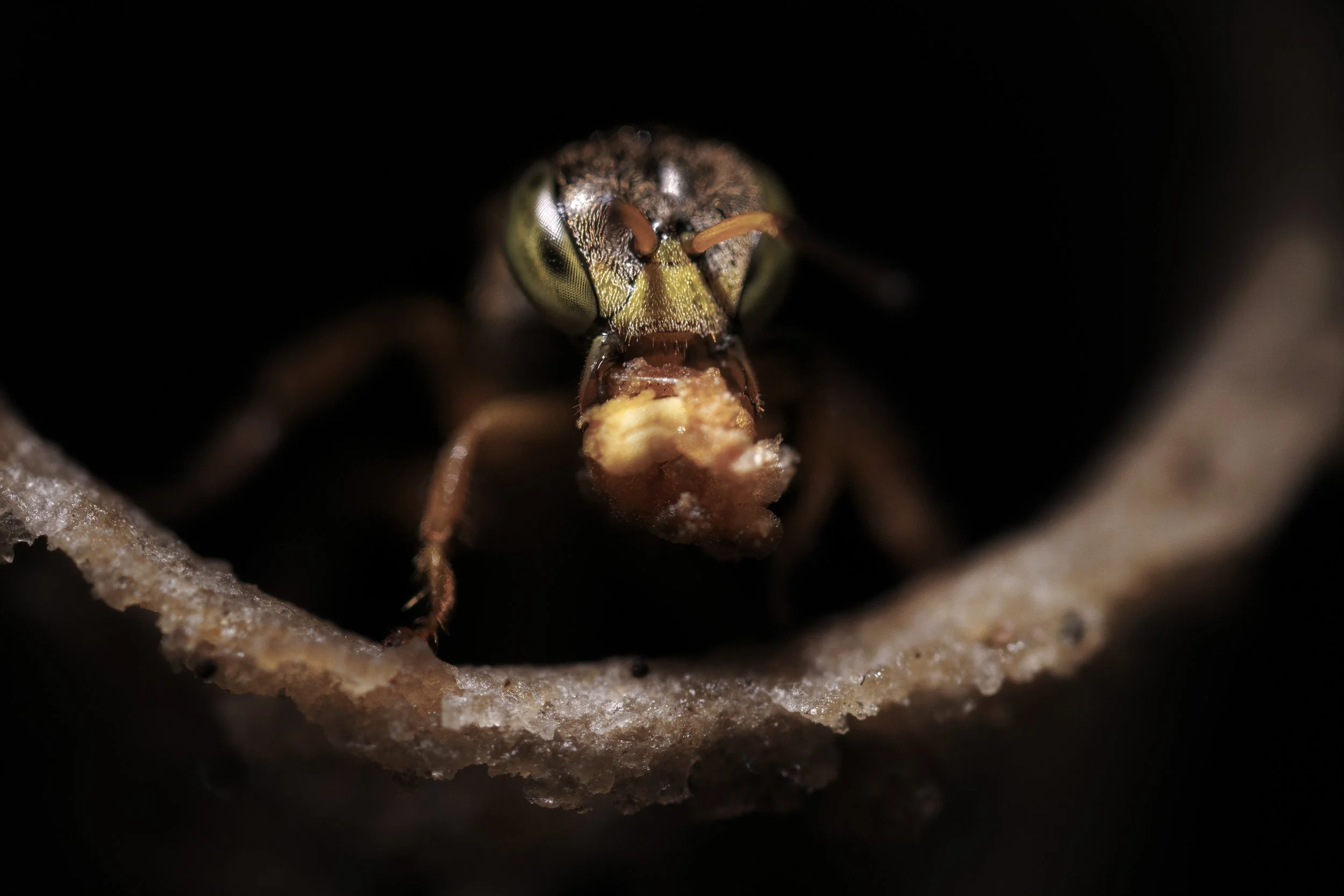 _R4A0924-SharpenAI-Focus.jpg