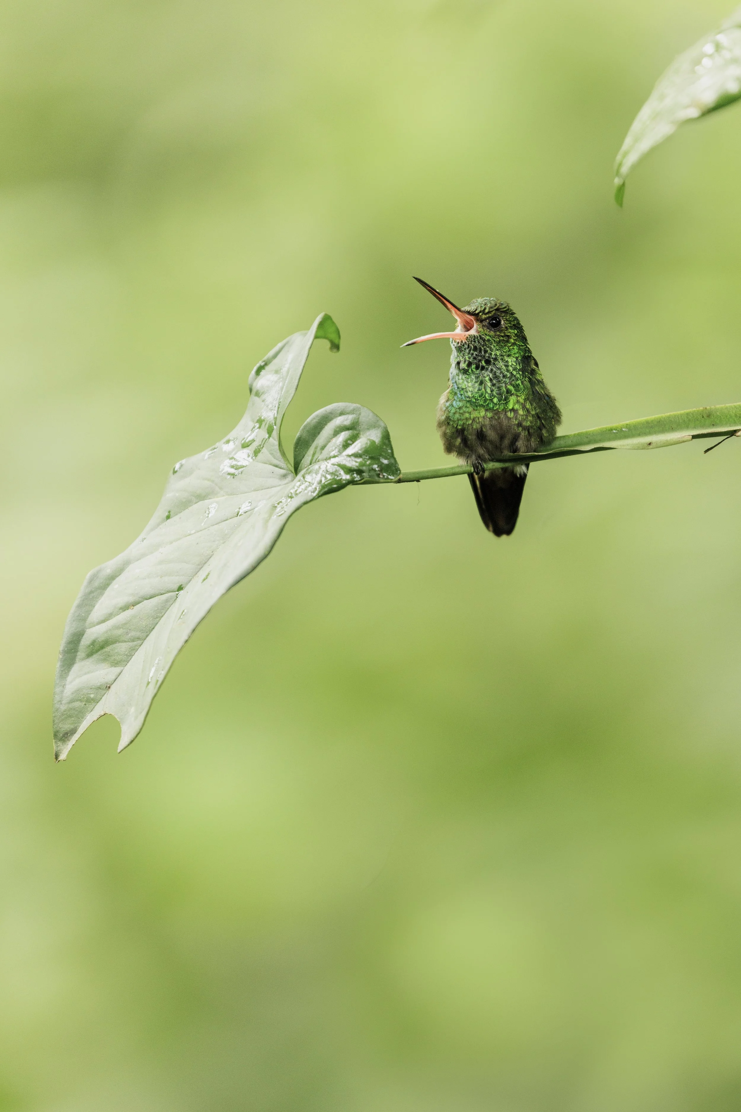 _MG_3886-Edit-2.jpeg