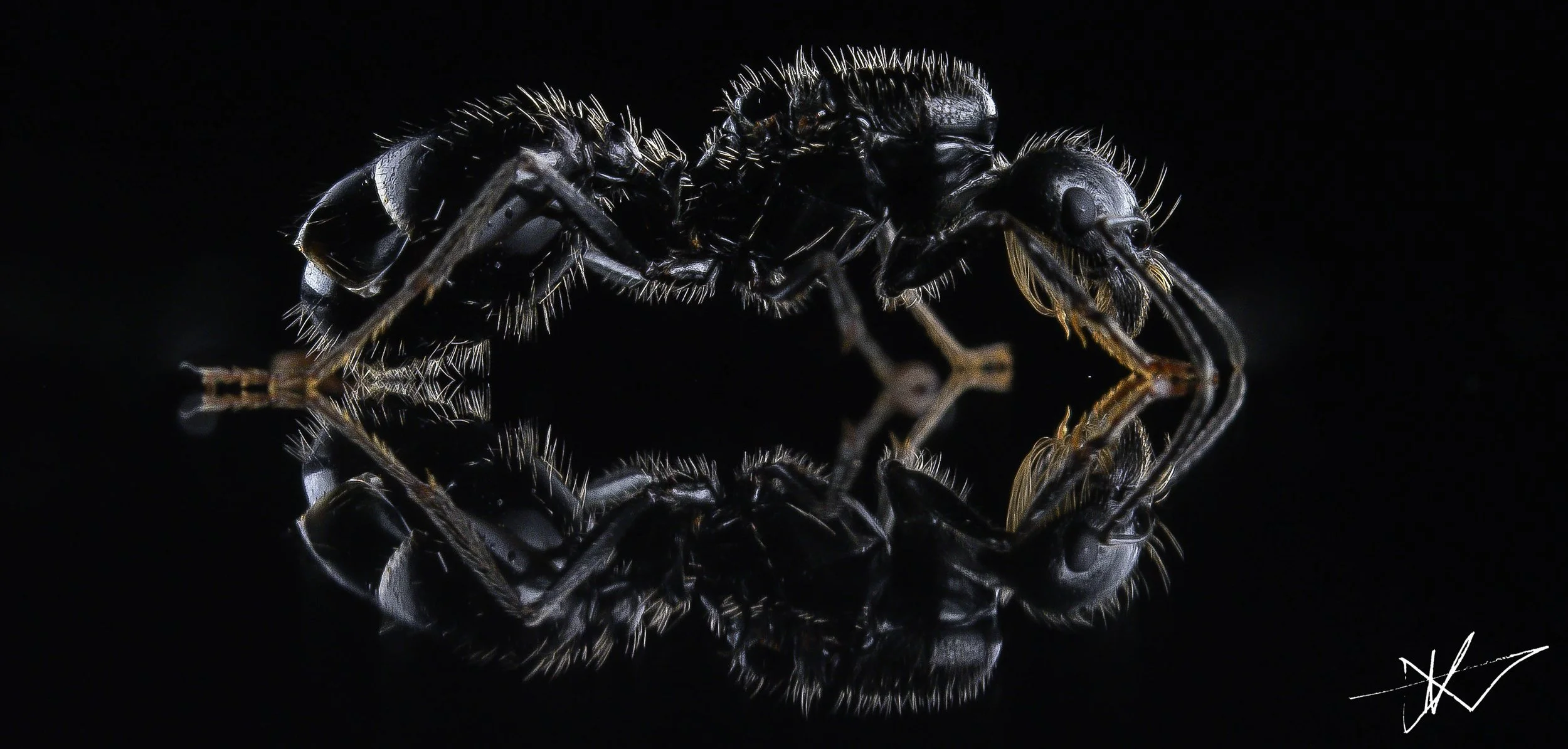 Ant.jpg