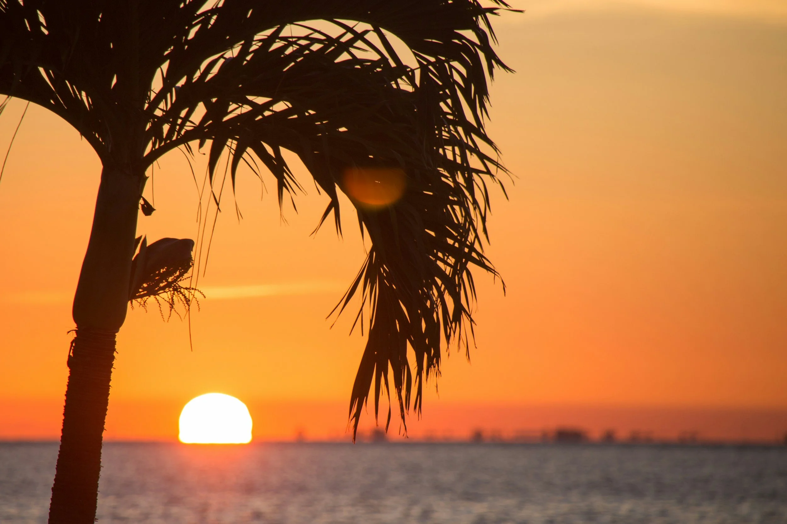 A silhouette of a palm tree against an orange sunset over the ocean with the sun near the horizon.