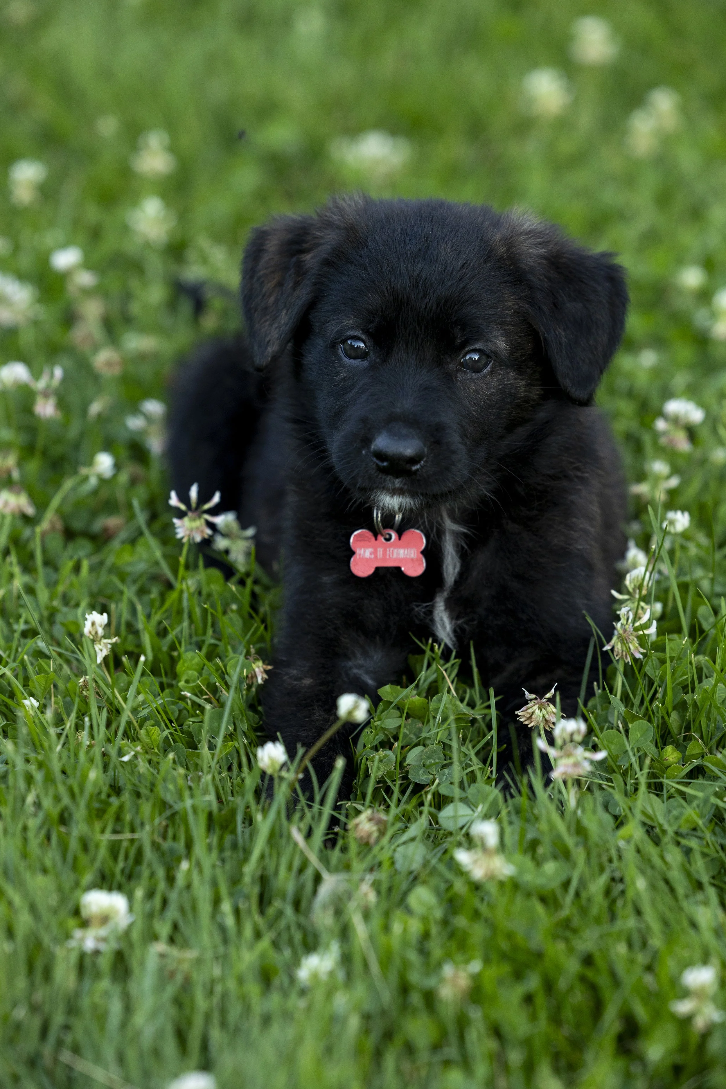 A black puppy with brown markings on its face, sitting in a grassy field with small white flowers, wearing a red collar with a bone-shaped tag.