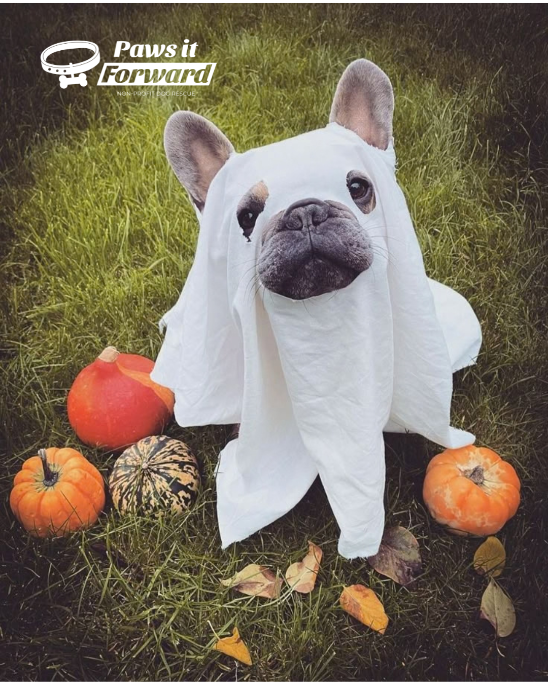 Halloween Howl at Spearhead Winery