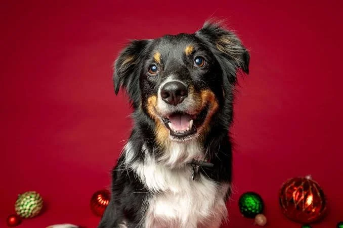 Santa Photos at Tail Blazers on KLO