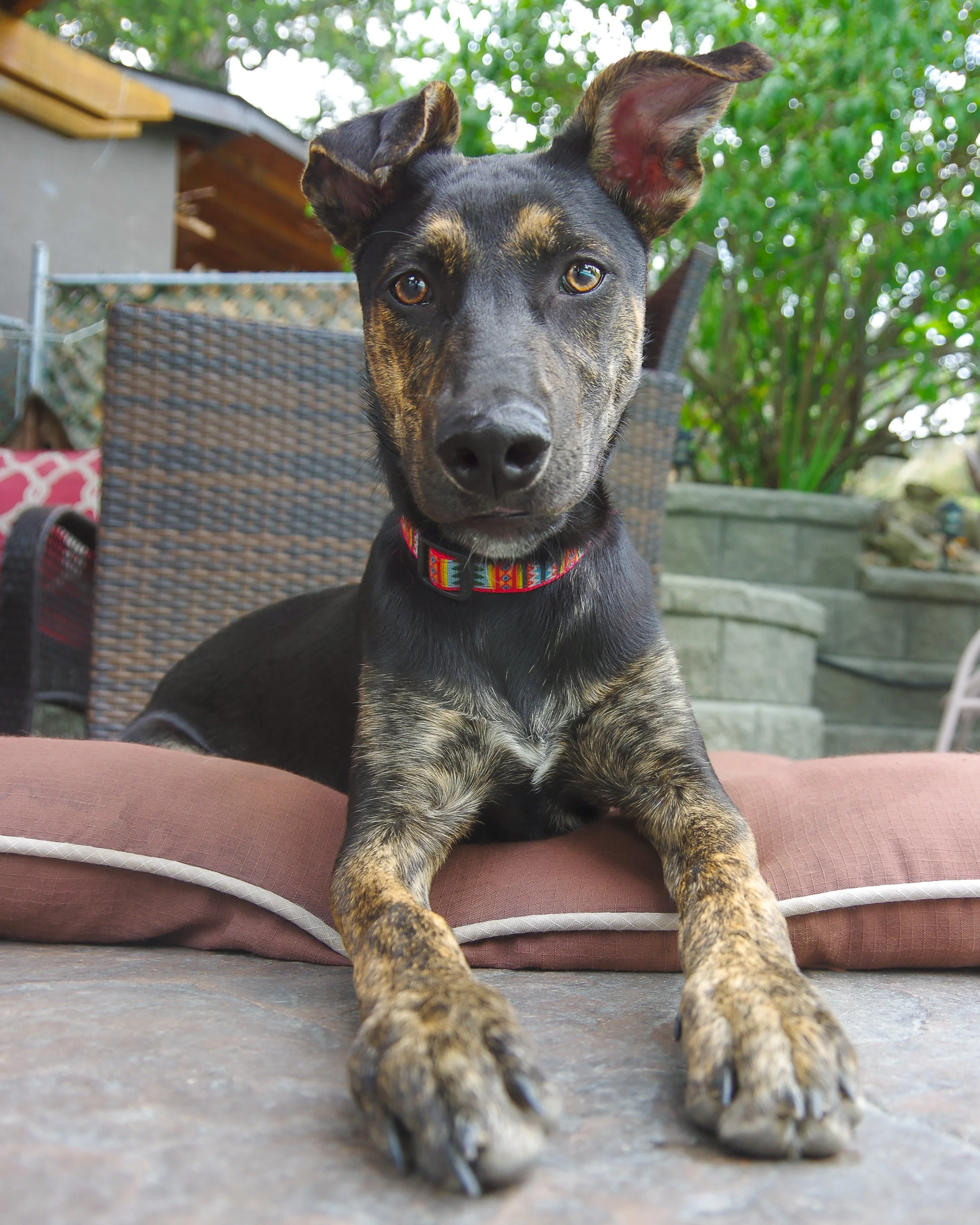 Close-up of a black and tan dog with one ear flopped and one ear standing, lying on a brown outdoor cushion with its front legs extended forward, in a backyard with trees and a concrete patio.