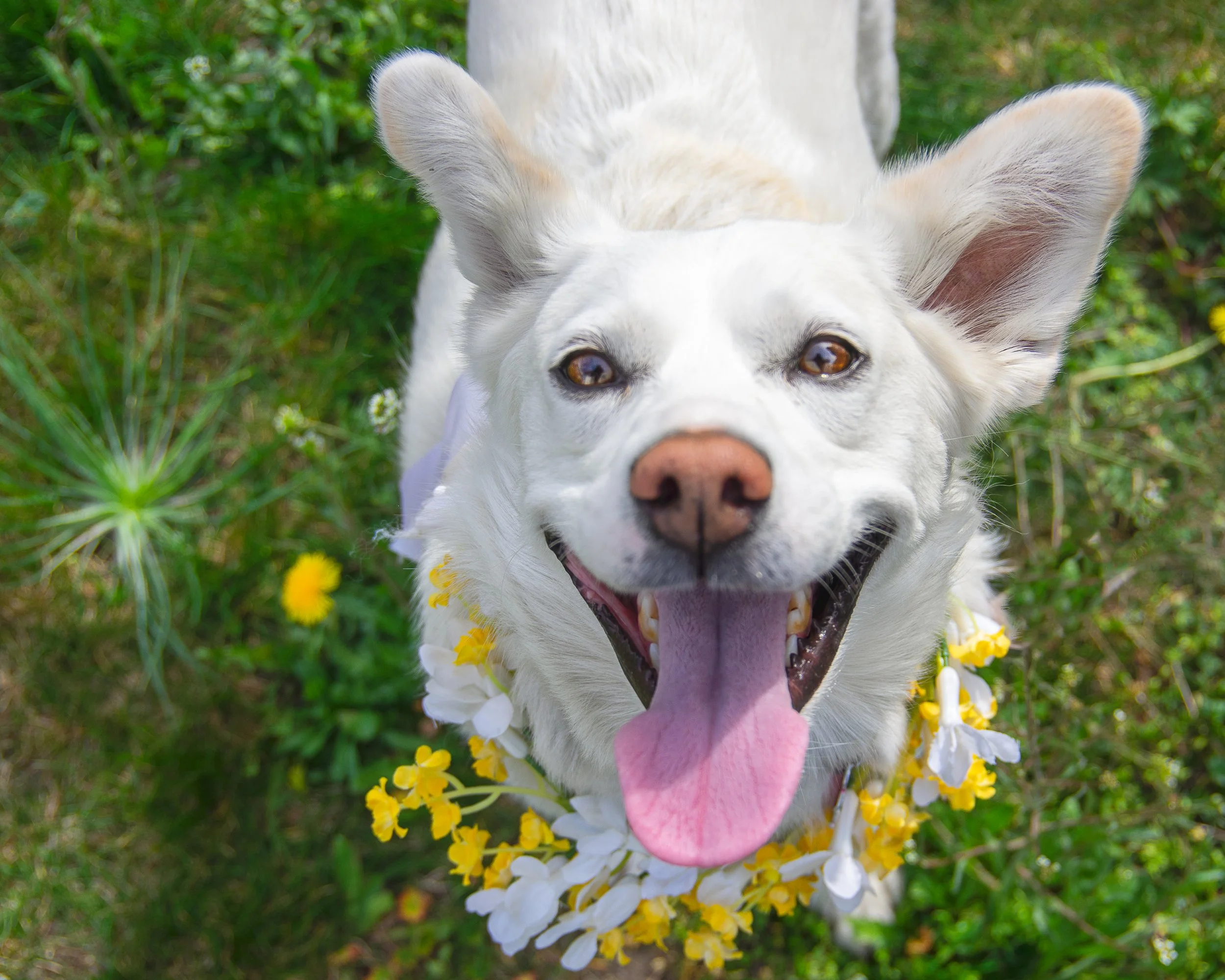 A happy white dog with brown eyes and a pink tongue, wearing a floral lei, standing on green grass with small yellow flowers.