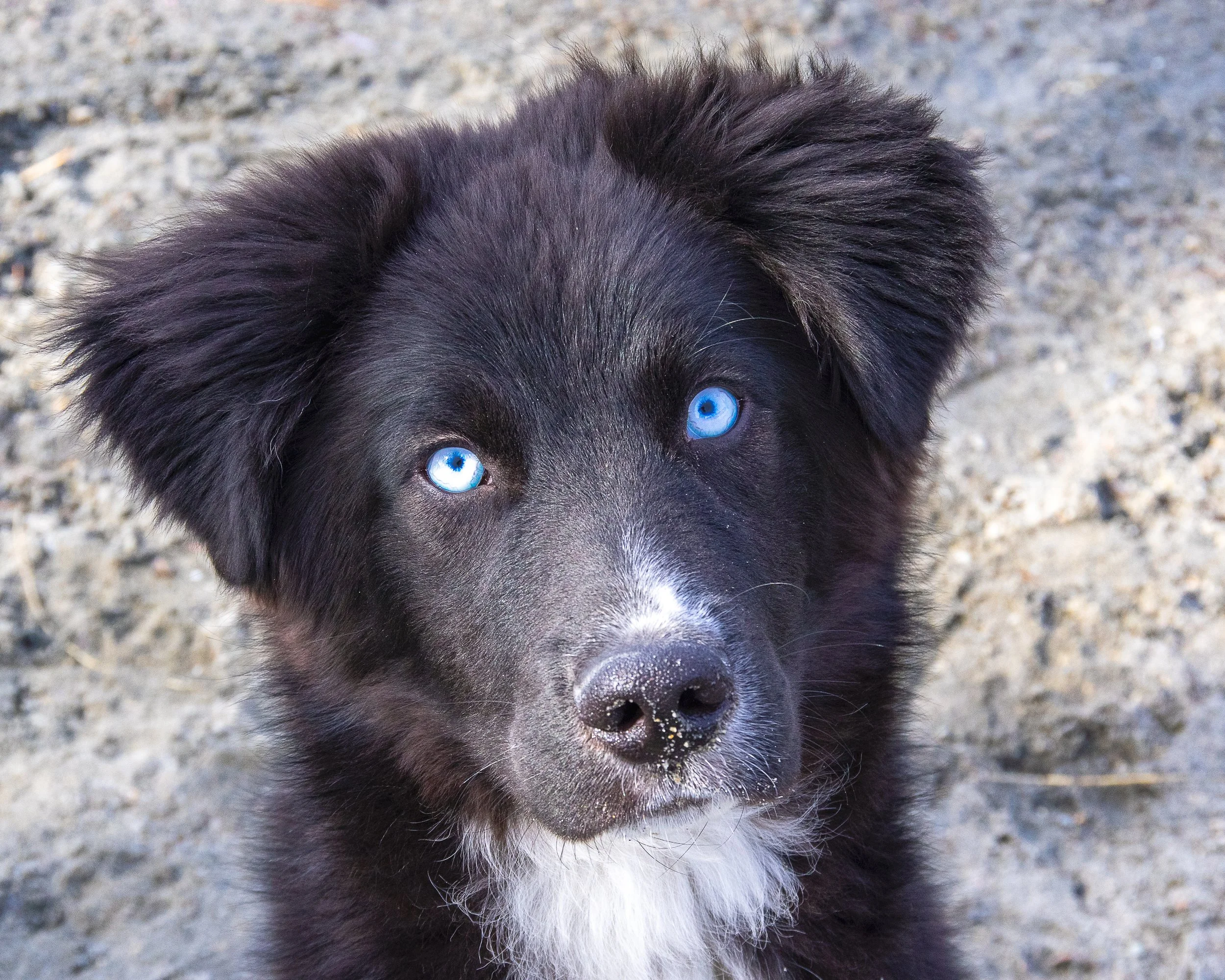 Close-up of a black puppy with striking blue eyes lying on a gravel surface.