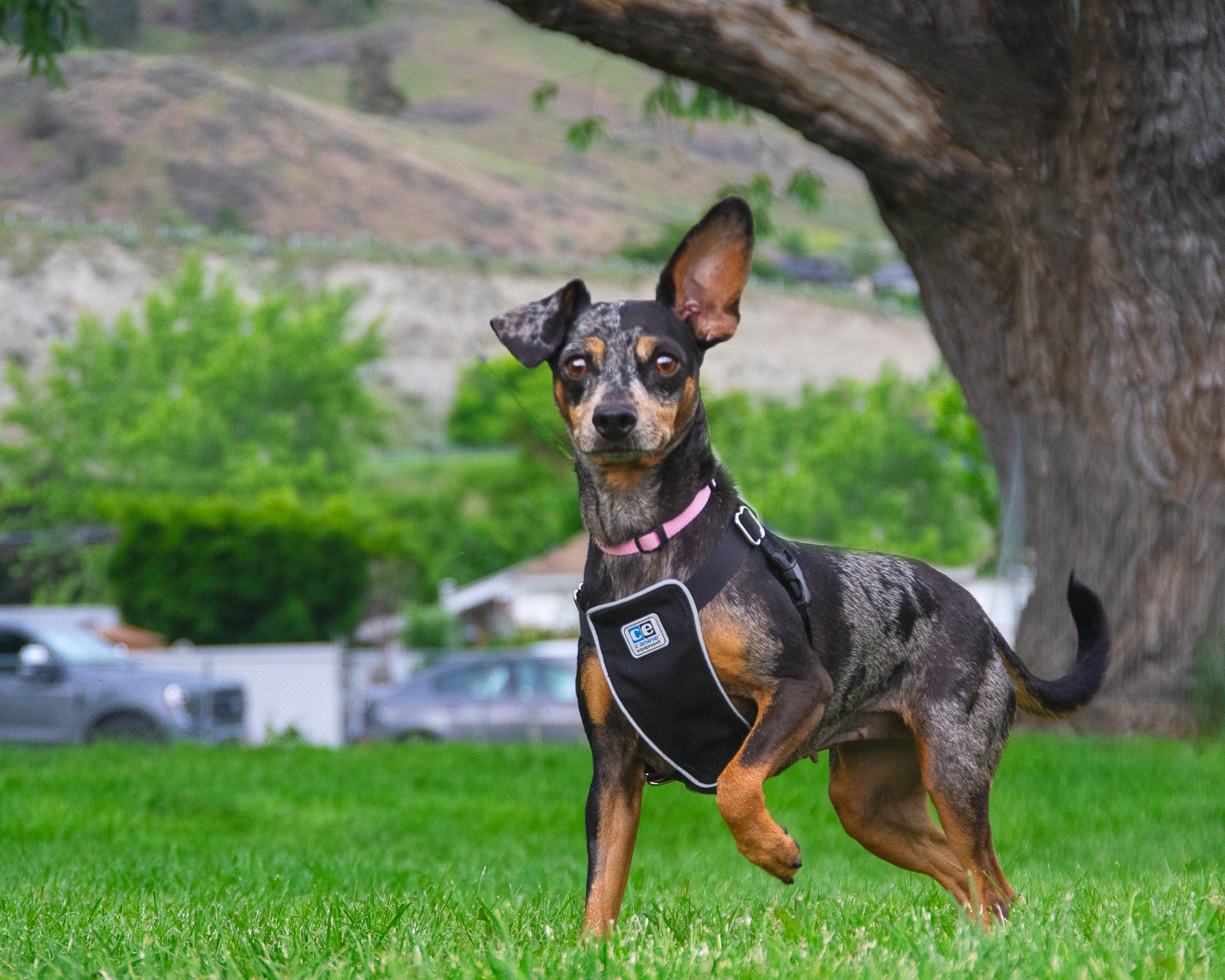 A dog with a black and tan coat, wearing a black harness and a pink collar, standing on green grass near a tree, with cars and a hillside in the background.
