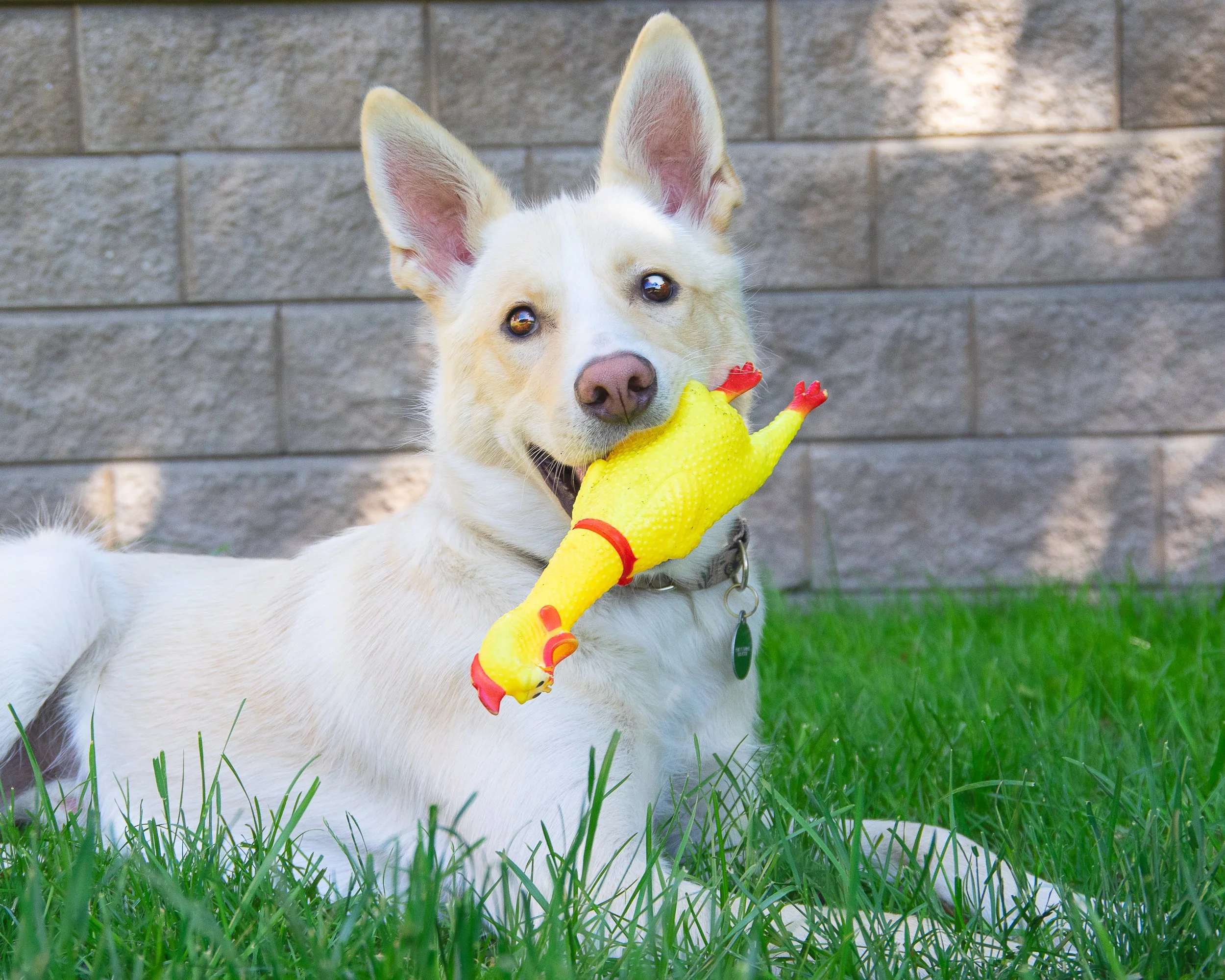 A cream-colored dog with large ears chewing on a yellow toy chicken while lying on green grass in front of a gray brick wall.