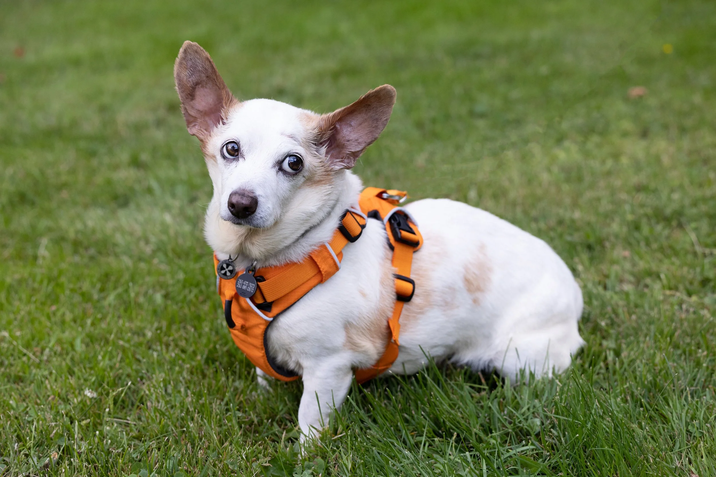 A small dog with large ears wearing an orange harness is lying on green grass.