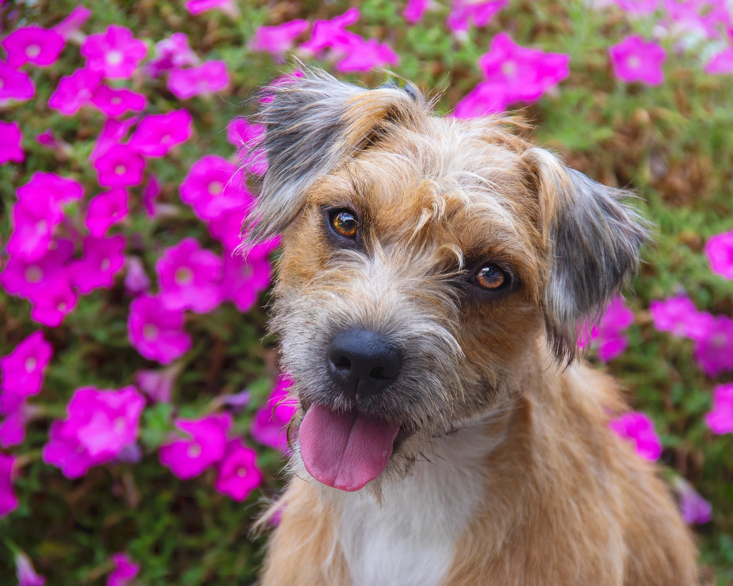 A dog with tan, black, and white fur, with tan eyes, sticking out its tongue, in front of pink flowers.