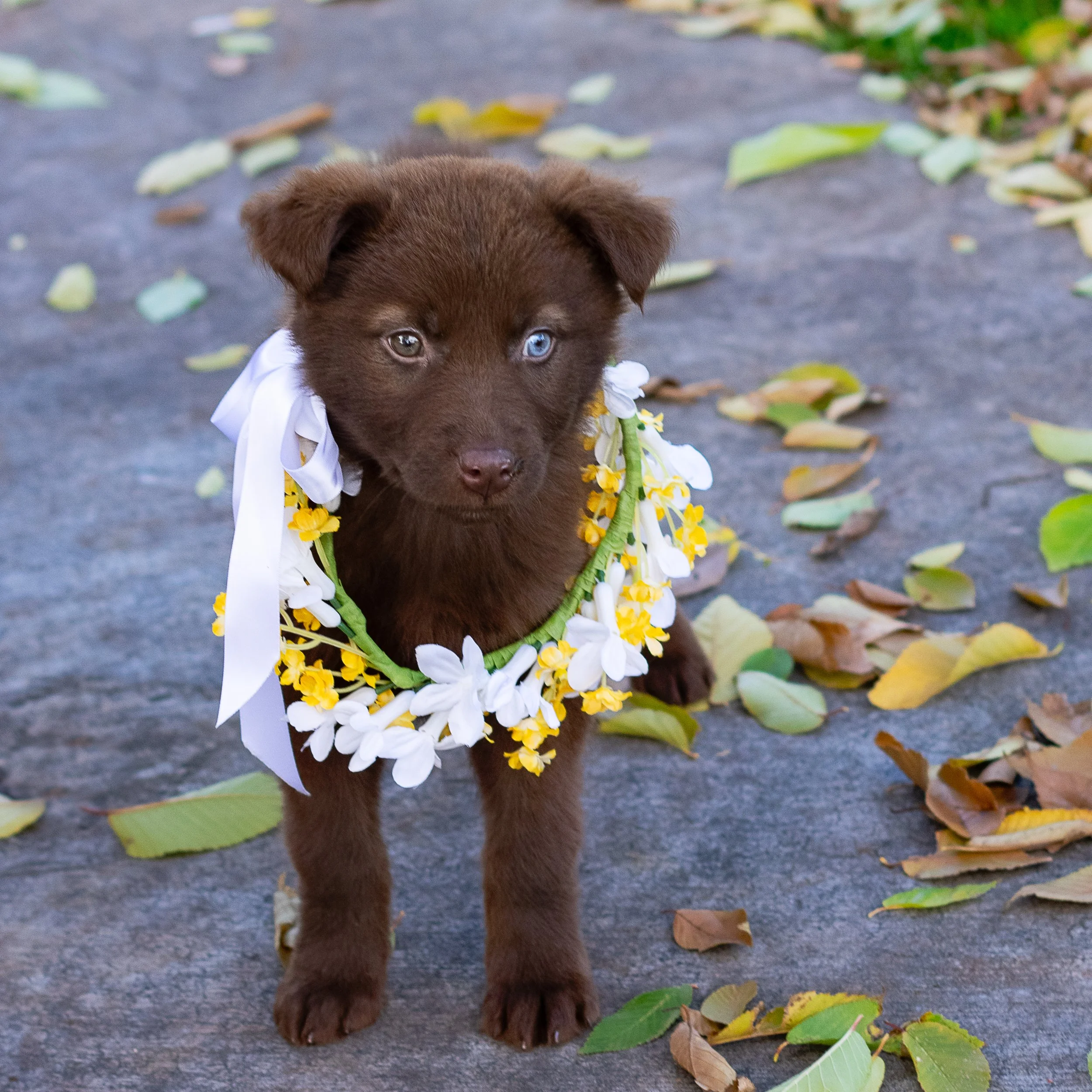 Close-up of a brown puppy with heterochromatic eyes, one blue and one brown, wearing a white and yellow floral lei, sitting on a pavement surrounded by fallen green and yellow leaves.