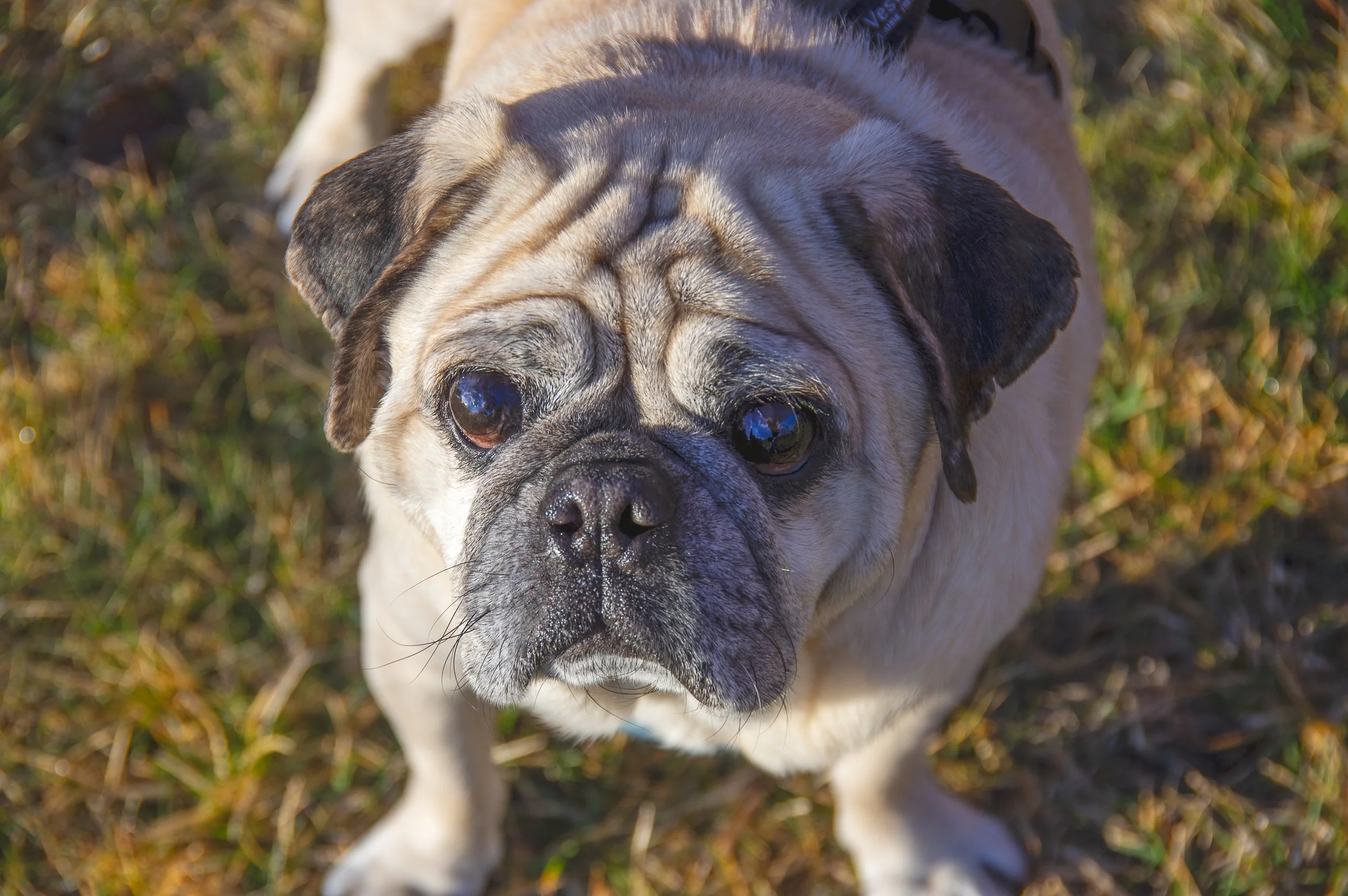 Close-up of a pug dog's face looking upward, with wrinkled skin and dark eyes, outdoors on grass.