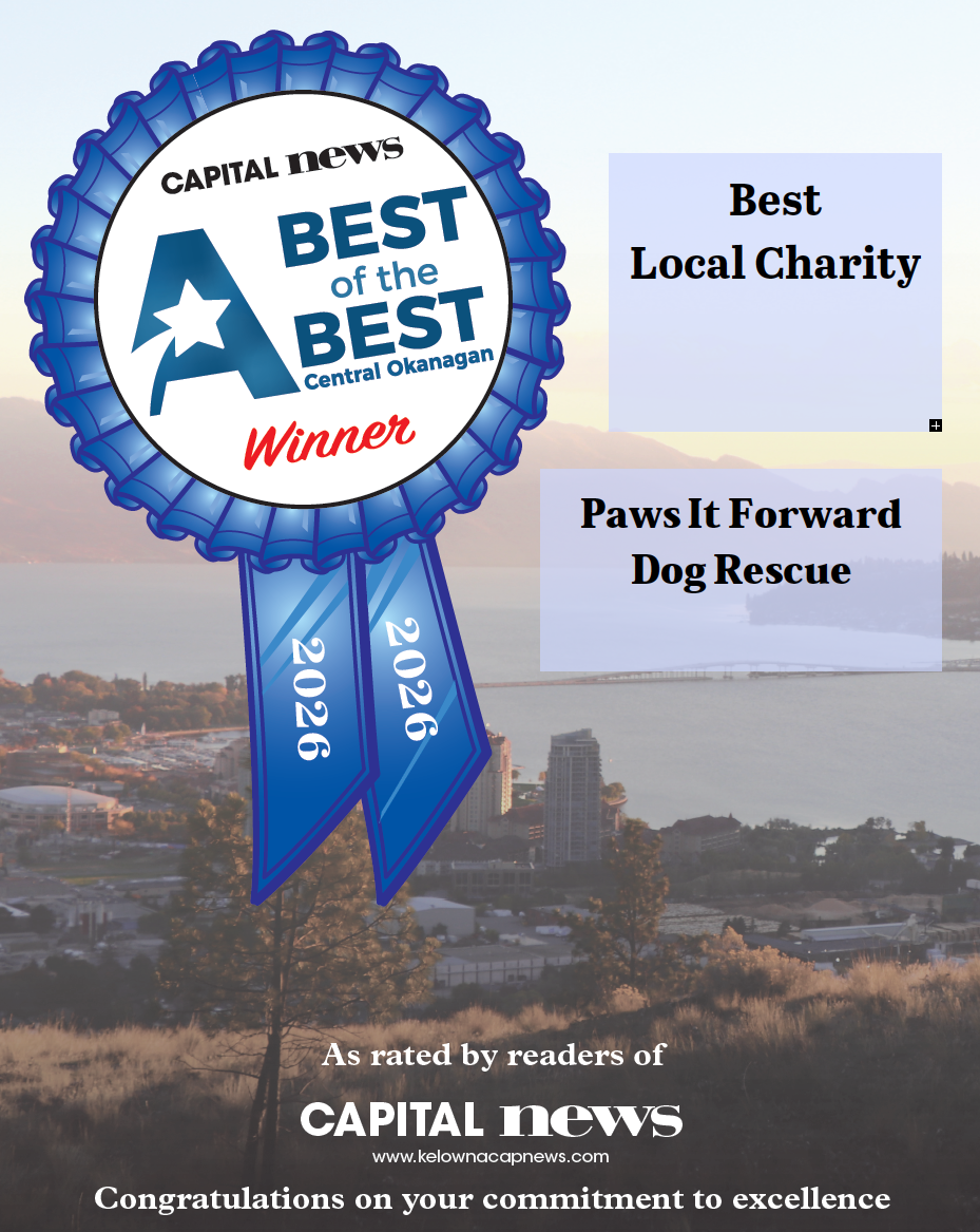 Award ribbon from Capital News recognizing Paws It Forward Dog Rescue as Best Local Charity for 2022, with a scenic city view and water in the background.