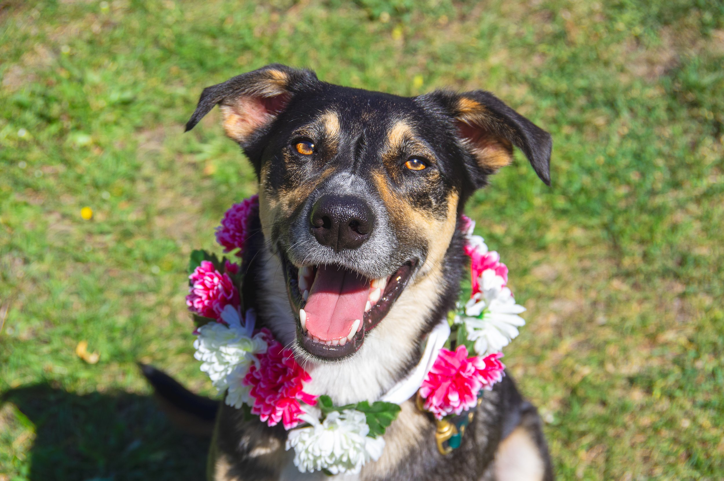 Happy black and tan dog with a pink and white floral lei around its neck, sitting on grass outdoors.