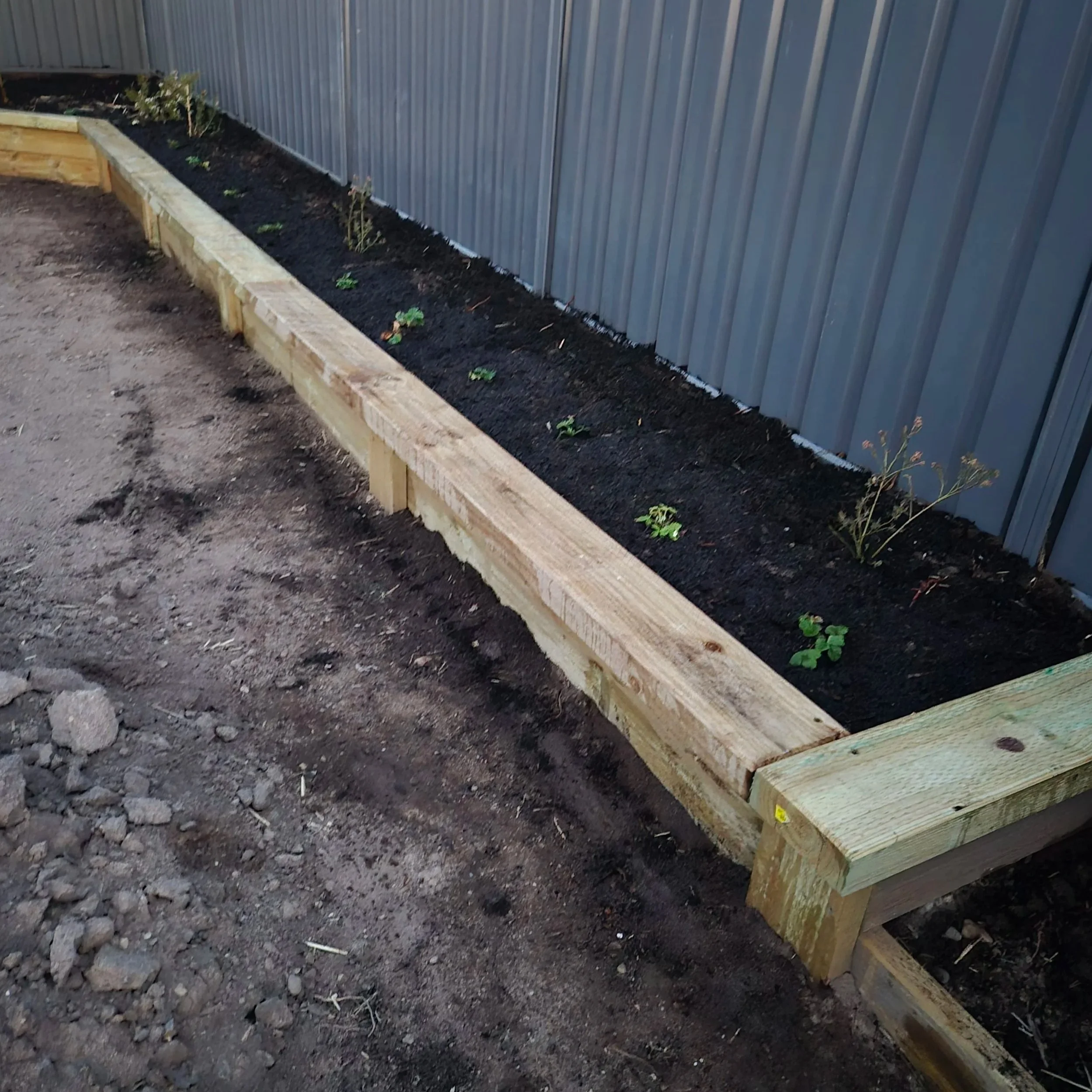 A garden bed with a wooden border, filled with dark soil and small green plants, situated against a corrugated metal fence.