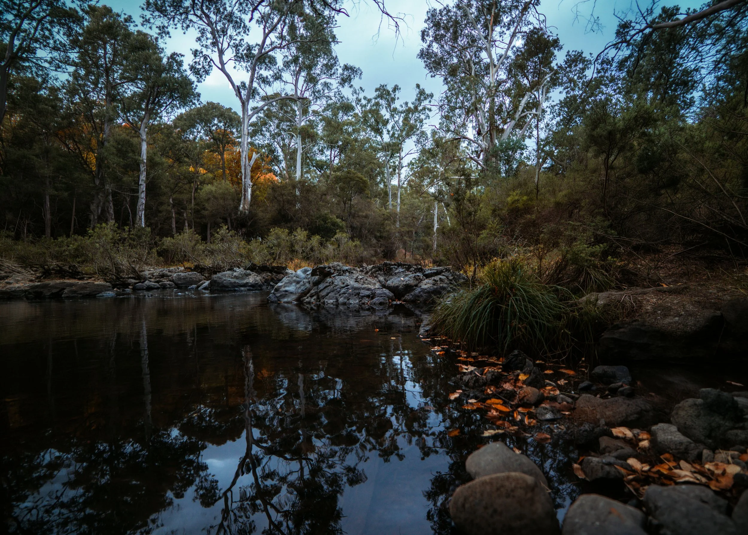 A river flowing through a forest with tall trees and rocks along the riverbank, under a partly cloudy sky.