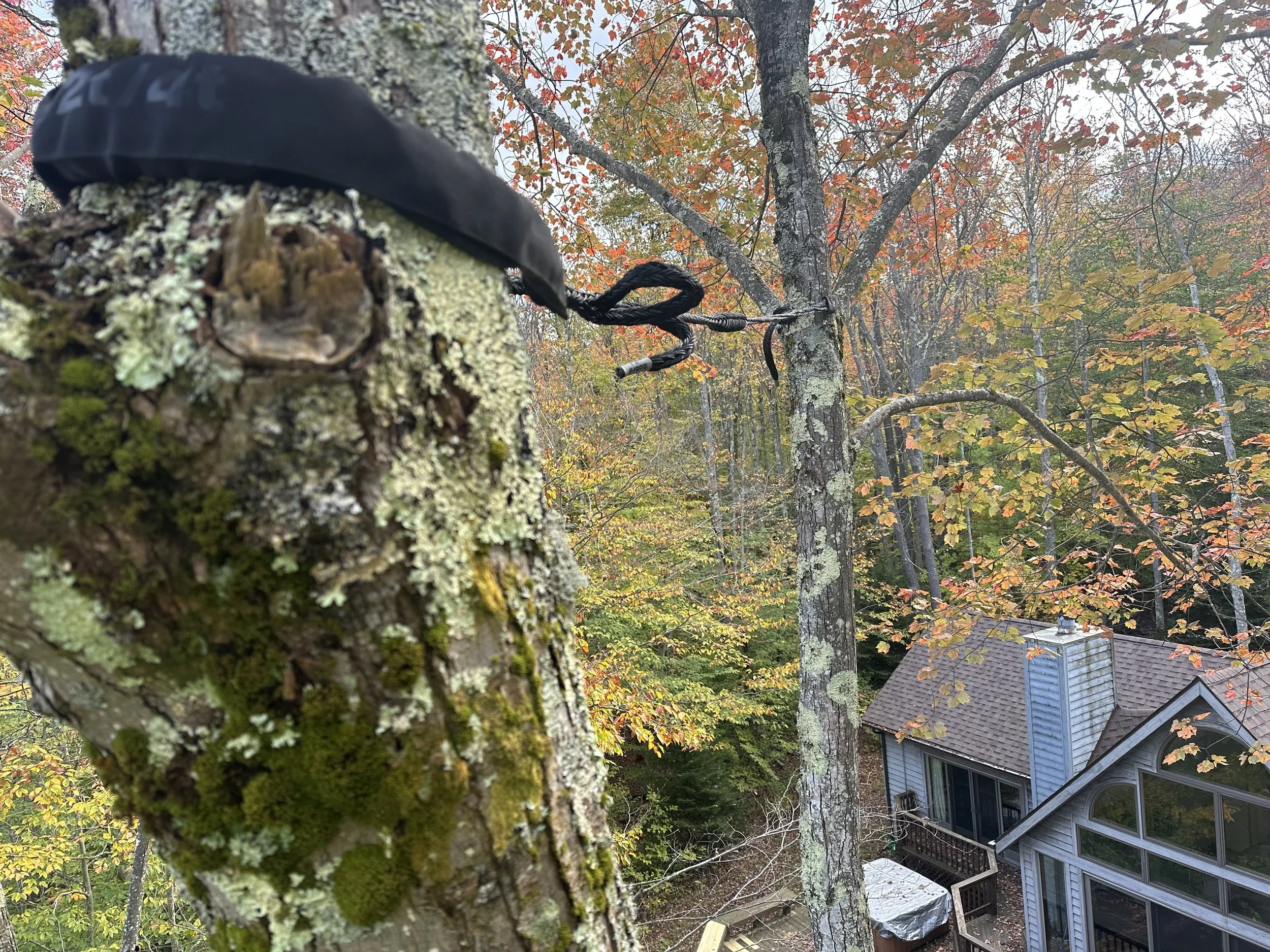 Dynamic cabling between two maple trees