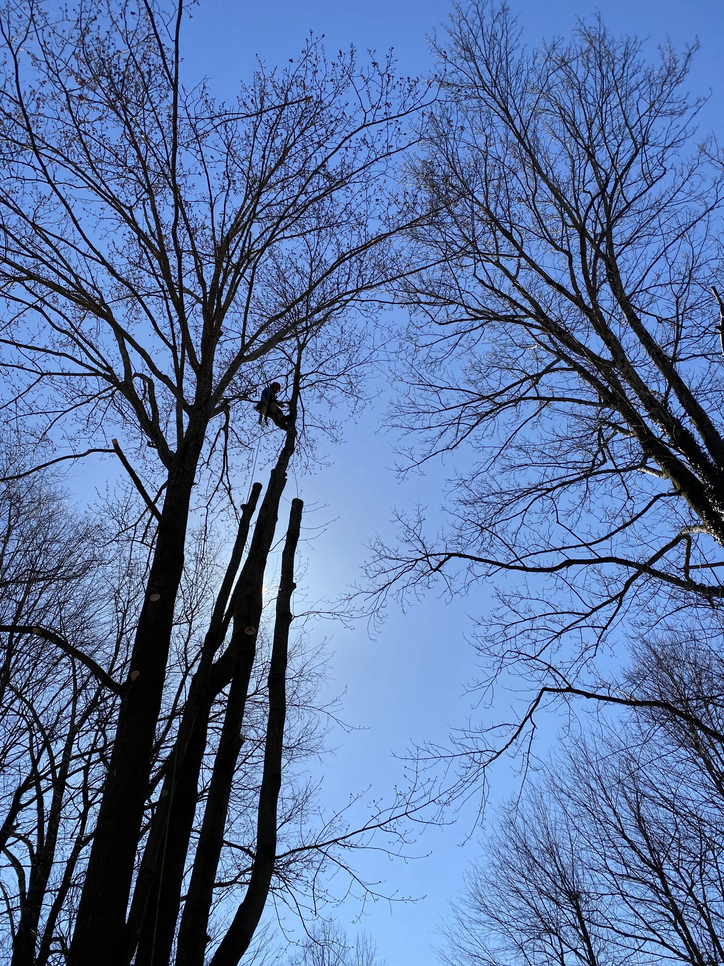 Climb high, cut small
