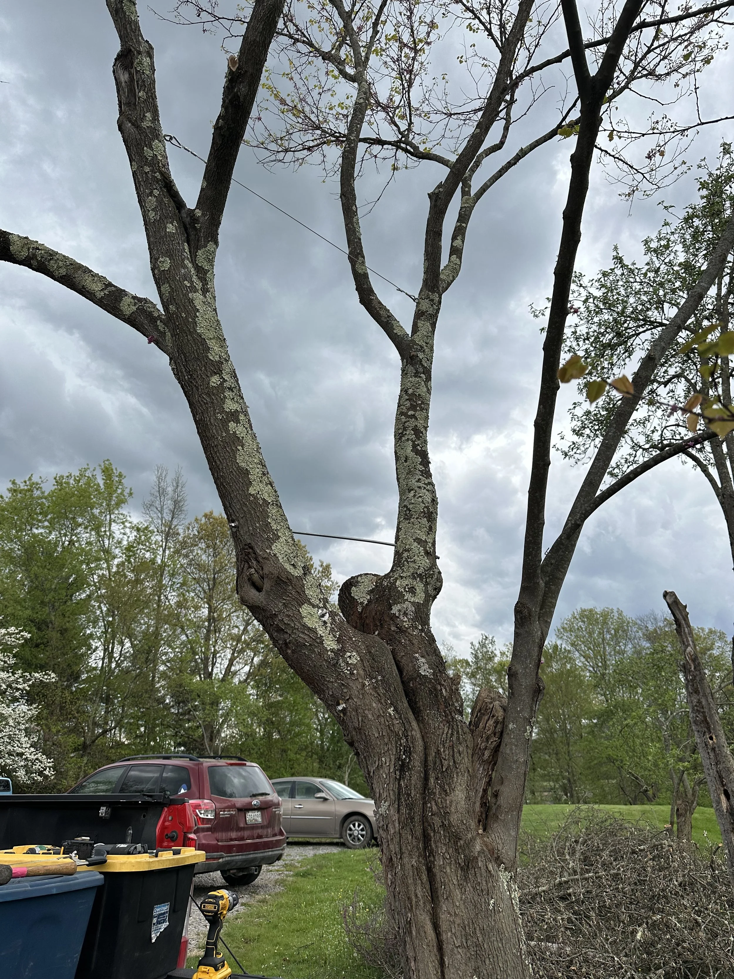 Bracing and cabling in a splitting red bud