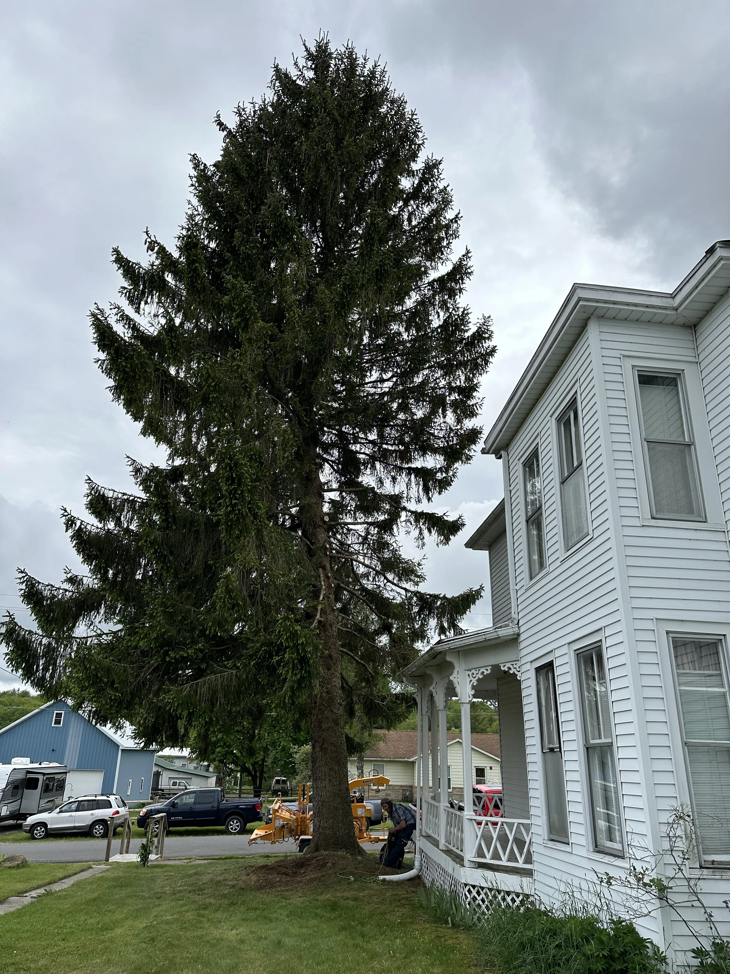 After photo of the house clearance pruning