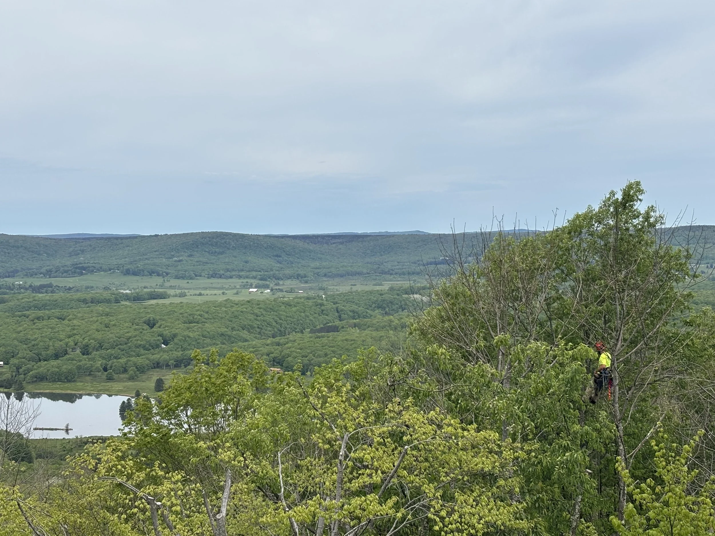 Vista pruning in one of the most beautiful locations