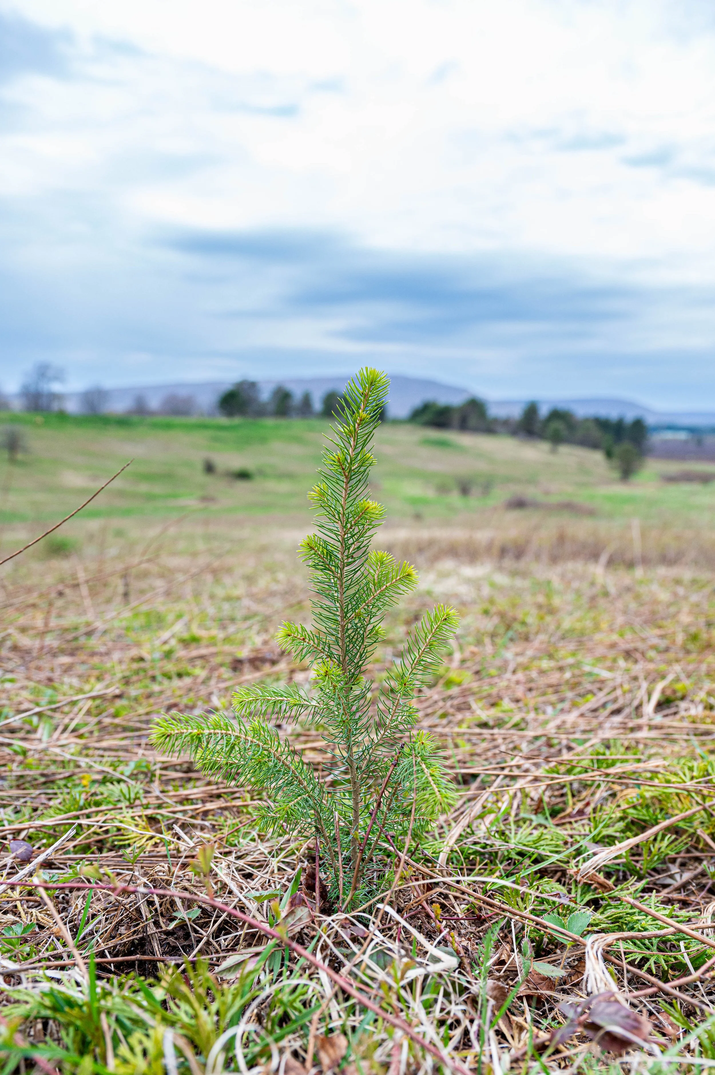 Baby Spruce.JPG