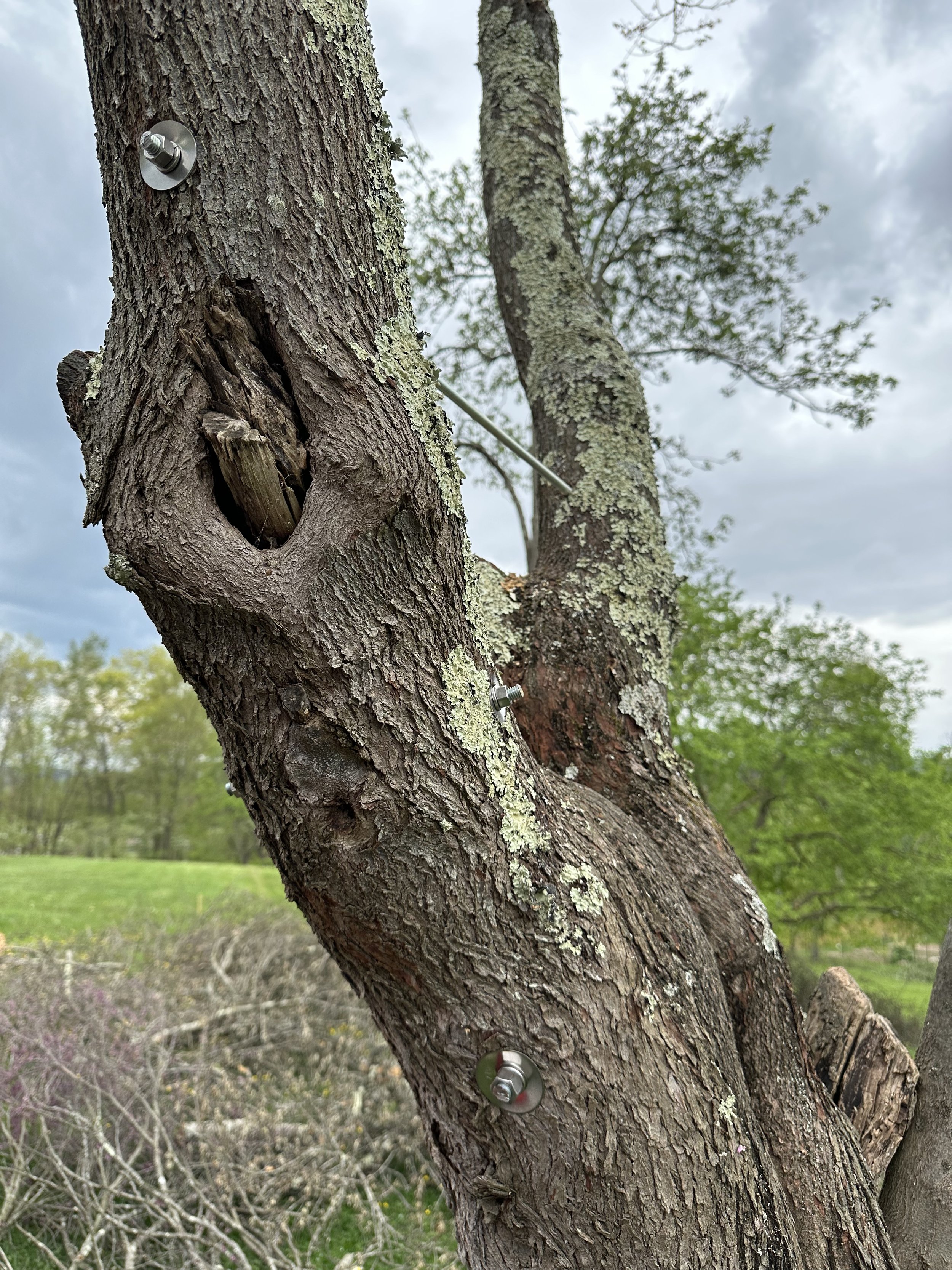 Bracing in a splitting red bud