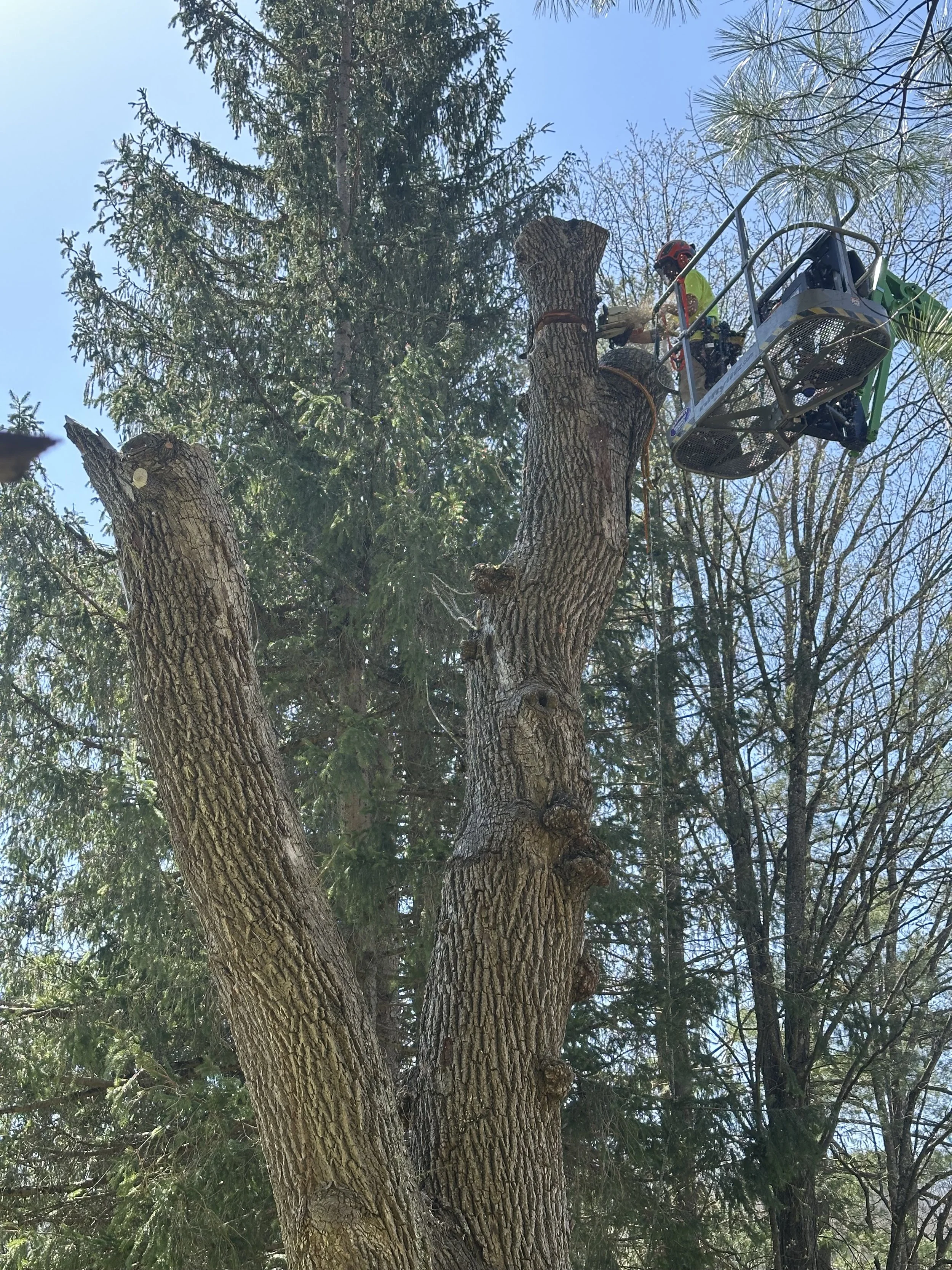 Making easy work of this large, dying black willow