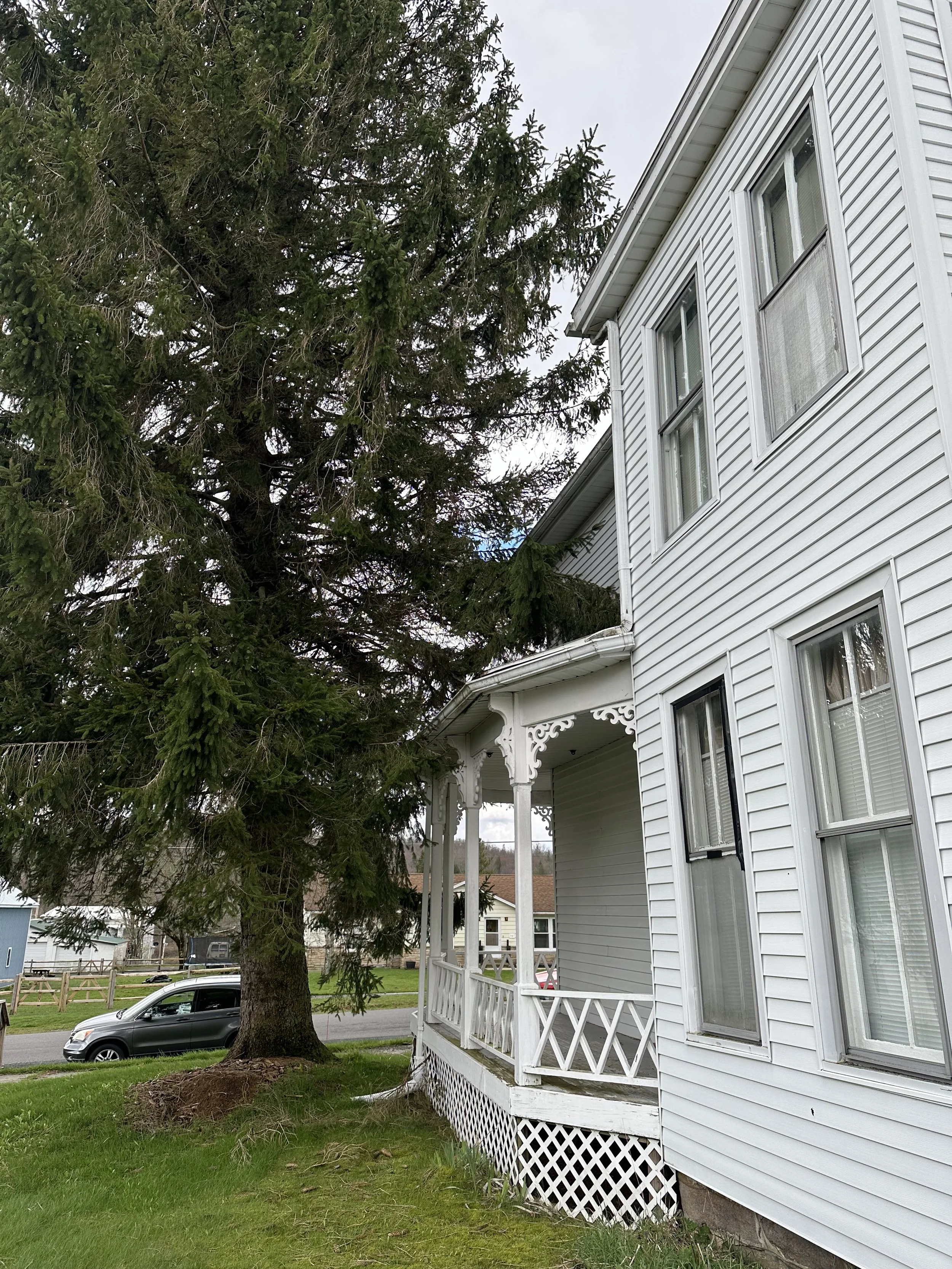 Before the pruning of this Norway Spruce