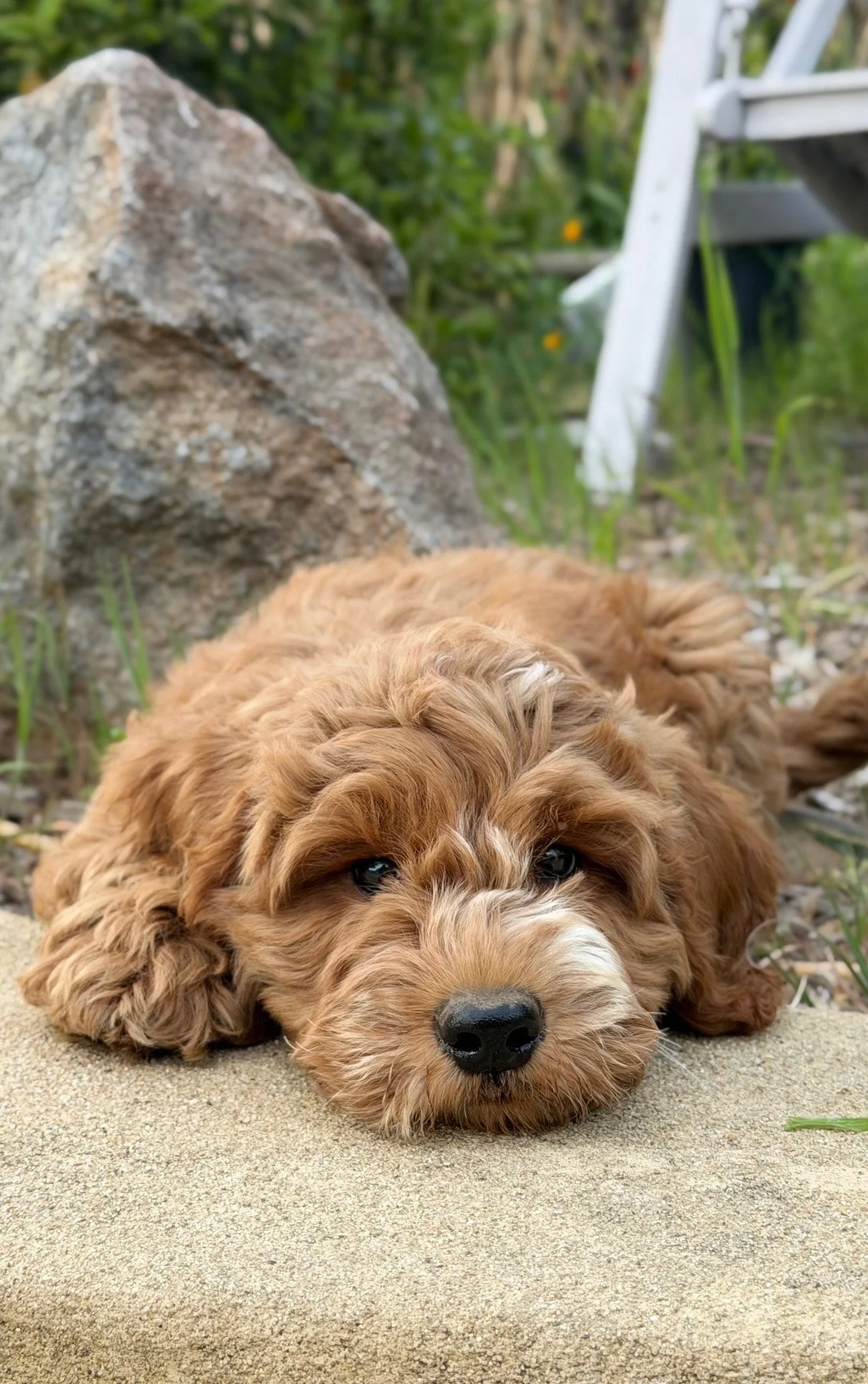 A fluffy, brown puppy with curly fur, lying on the ground outdoors, resting its head on the surface and looking at the camera.