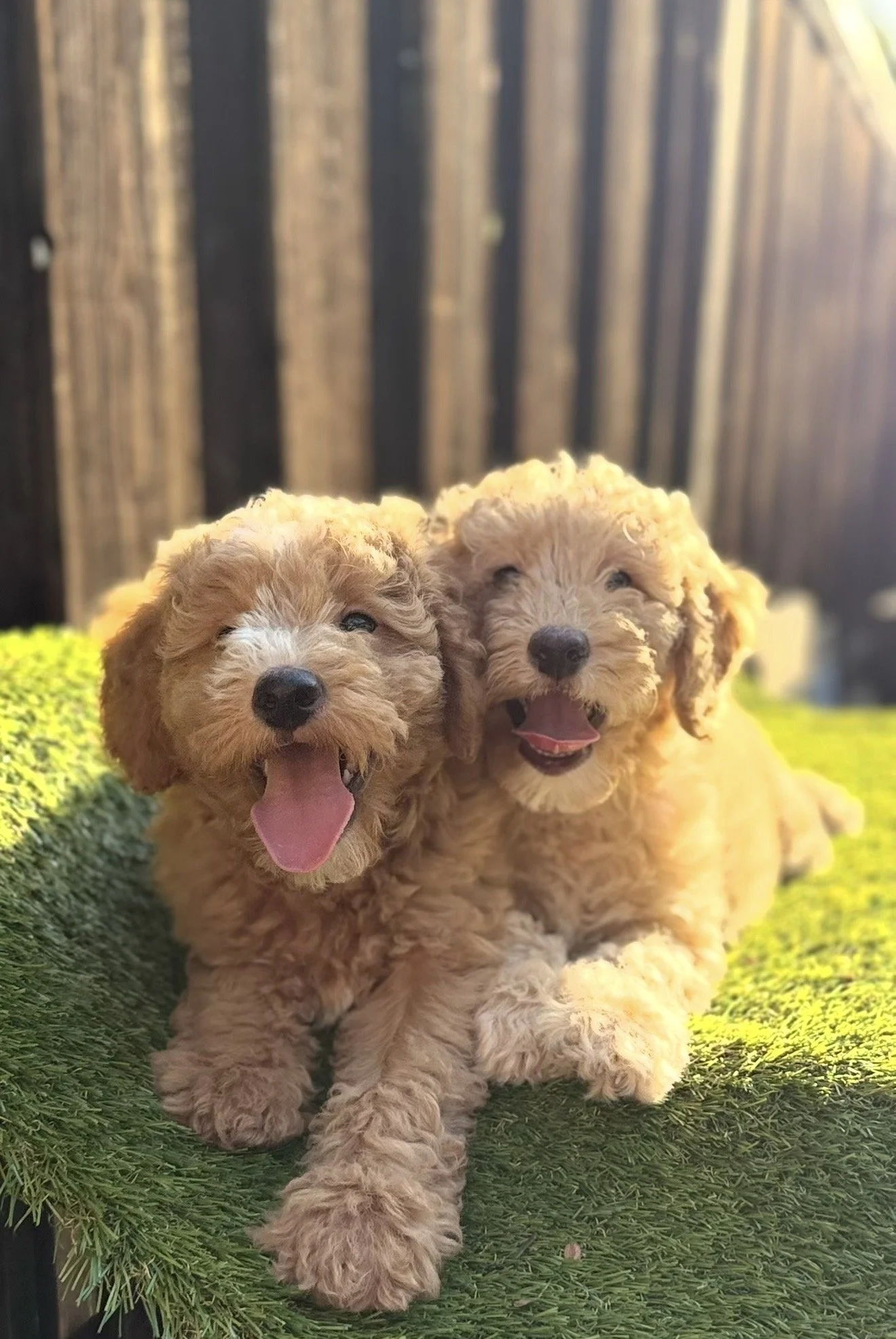 Two fluffy cream-colored puppies with happy faces, open mouths, and tongues out, sitting on a green artificial grass surface with a blurred wooden fence background.
