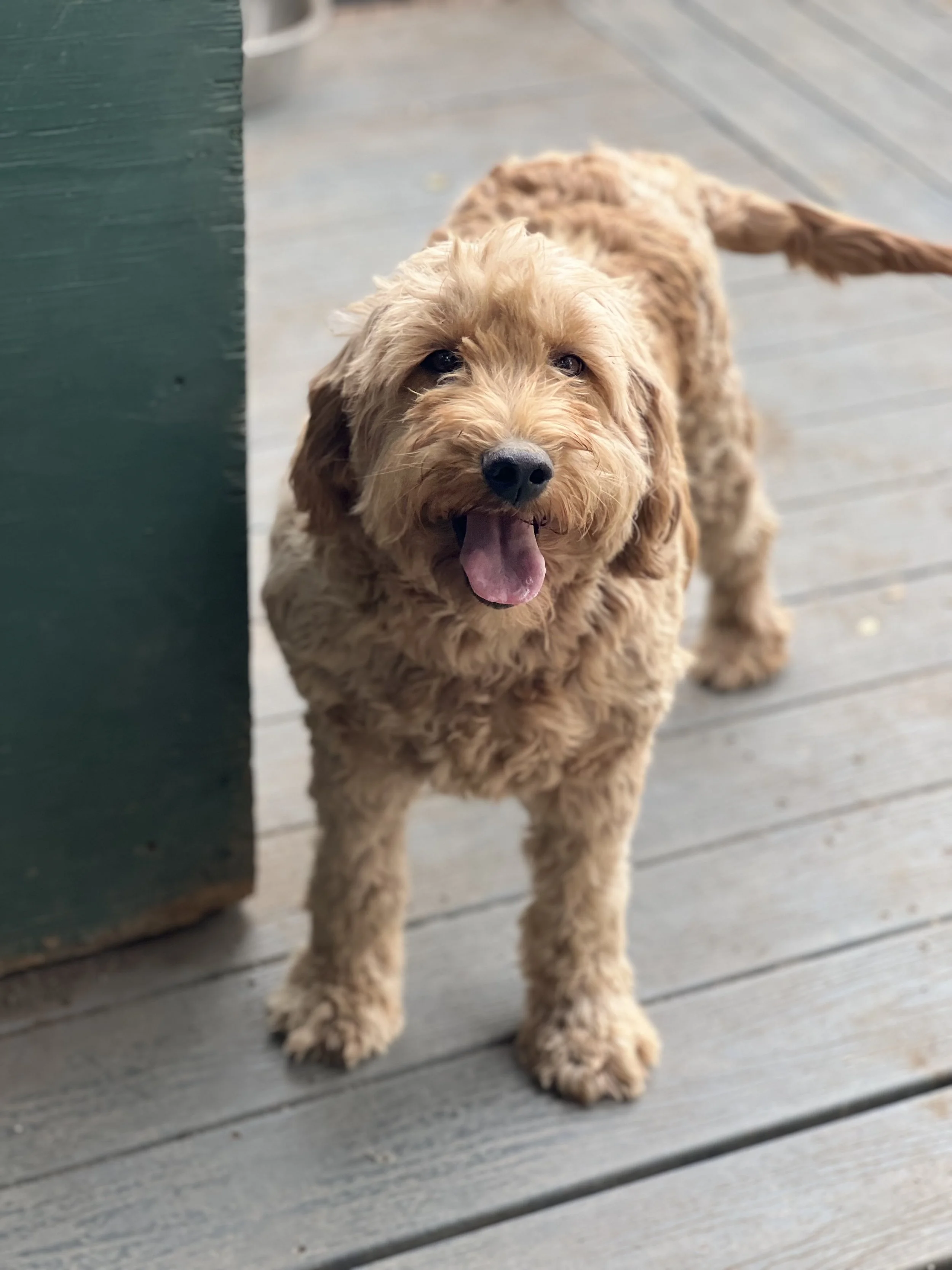 A happy, light brown doodle puppy standing on a wooden deck, looking up with its tongue out.
